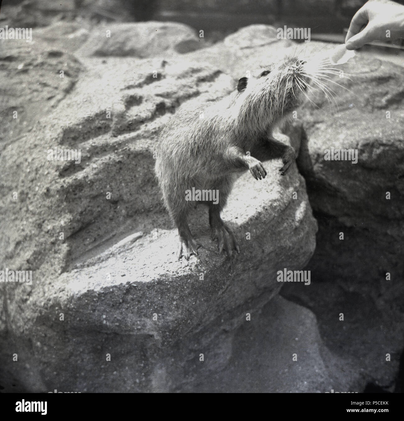 Degli anni Cinquanta, lo Zoo di Edimburgo e un nord americana o canadese beaver proteso su alcune rocce come egli ha dato un po' di cibo da parte di un visitatore, Scotland, Regno Unito. Foto Stock