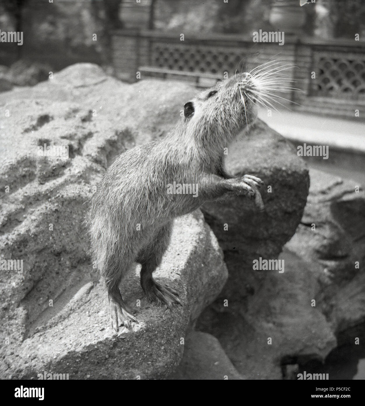 Degli anni Cinquanta, lo Zoo di Edimburgo e un castoro come creatura - forse un coypu o nutria= proteso su alcune rocce in cerca di cibo da parte dei visitatori in Scozia, Regno Unito. Foto Stock