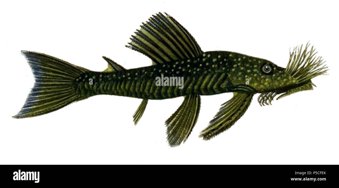 N/A. Inglese: " Hypostomus cirrhosus " = Ancistrus cirrhosus Français: " Hypostomus cirrhosus " = Ancistrus cirrhosus . 1847. Paul Louis Oudart (1796-1860) nomi alternativi Paul-Louis Oudart; Oudart; P. Oudart Descrizione naturalista francese e illustrator Data di nascita e morte 26 Gennaio 1796 1860 Luogo di nascita Paris Opera Parigi posizione competente controllo : Q18508574 VIAF:103222038 ISNI:0000 0000 7349 4700 LCCN:nr00027861 NLA:35247334 GND:173021743 WorldCat in Alcide Dessalines d'Orbigny 98 Ancistrus cirrhosus Orbigny Foto Stock