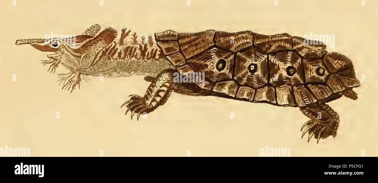 N/A. Inglese: piastra 21 da 'Erpétologie générale, ou Histoire Naturelle complète des rettili' / da A.M.C. Duméril e G. Bibron. 1854. Duméril, C. (costante), 1774-1860.Baird, Spencer Fullerton, 1823-1887,Bibron, Gabriel, 1806-1848.Duméril, Auguste Henri André, 1812-1870. 336 Chelus fimbriata00 Foto Stock