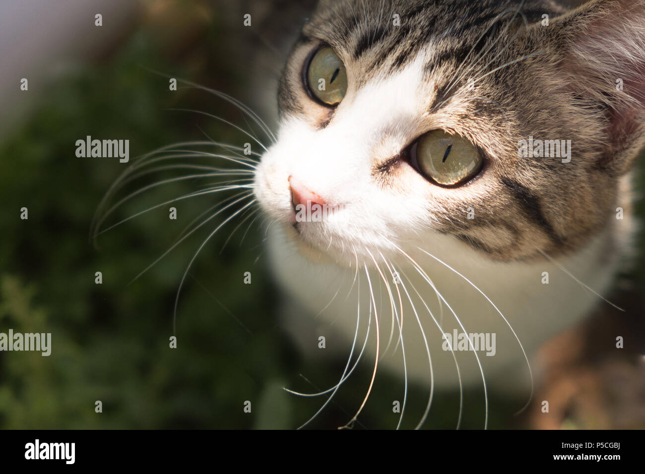 Bello e simpatico salvato Tabby Kitten godendo il all'esterno del Santuario del giardino con le sole nel suo volto. Saronida, Grecia. Foto Stock