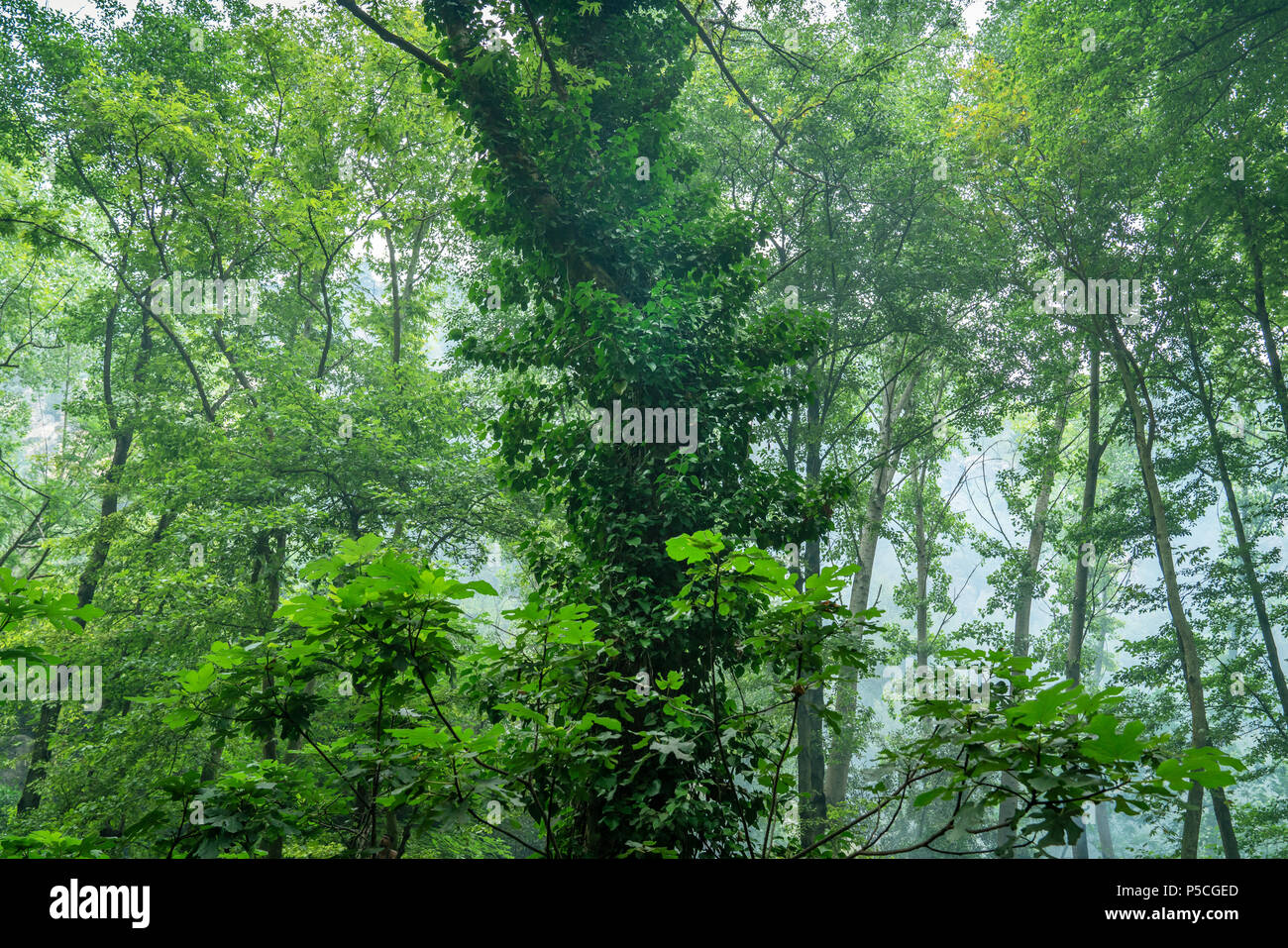 Foresta verde paesaggio con tronchi di alberi coperti di un muschio. Foto Stock