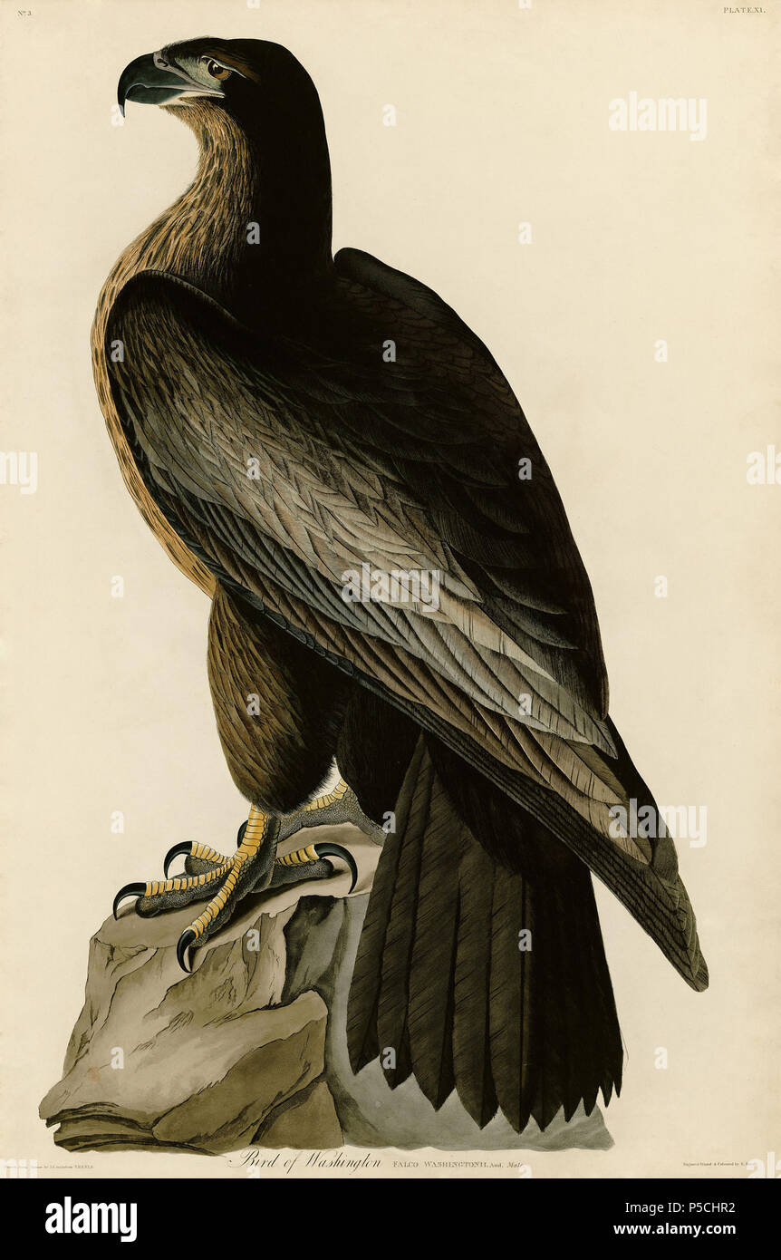 N/A. La piastra 11 di uccelli d'America da John James Audubon raffiguranti uccello di Washington. Sebbene gli ornitologi generalmente ritengono che la Audubon "Uccello di Washington" era un identificato erroneamente i capretti Haliaeetus leucocephalus, alcuni autori hanno pensato che potrebbe essere stato il diritto di chiamare un altro, significativamente più grande, già molto rare specie [1]. 7 febbraio 2011, 20:31 (UTC). 11 uccello di Washington.jpg: John James Audubon (1785-1851) nomi alternativi nascita Nome: Jean-Jacques-Fougère Audubon Descrizione American Ornithologist, naturalista, cacciatore e pittore Data di nascita e morte 26 Apr Foto Stock