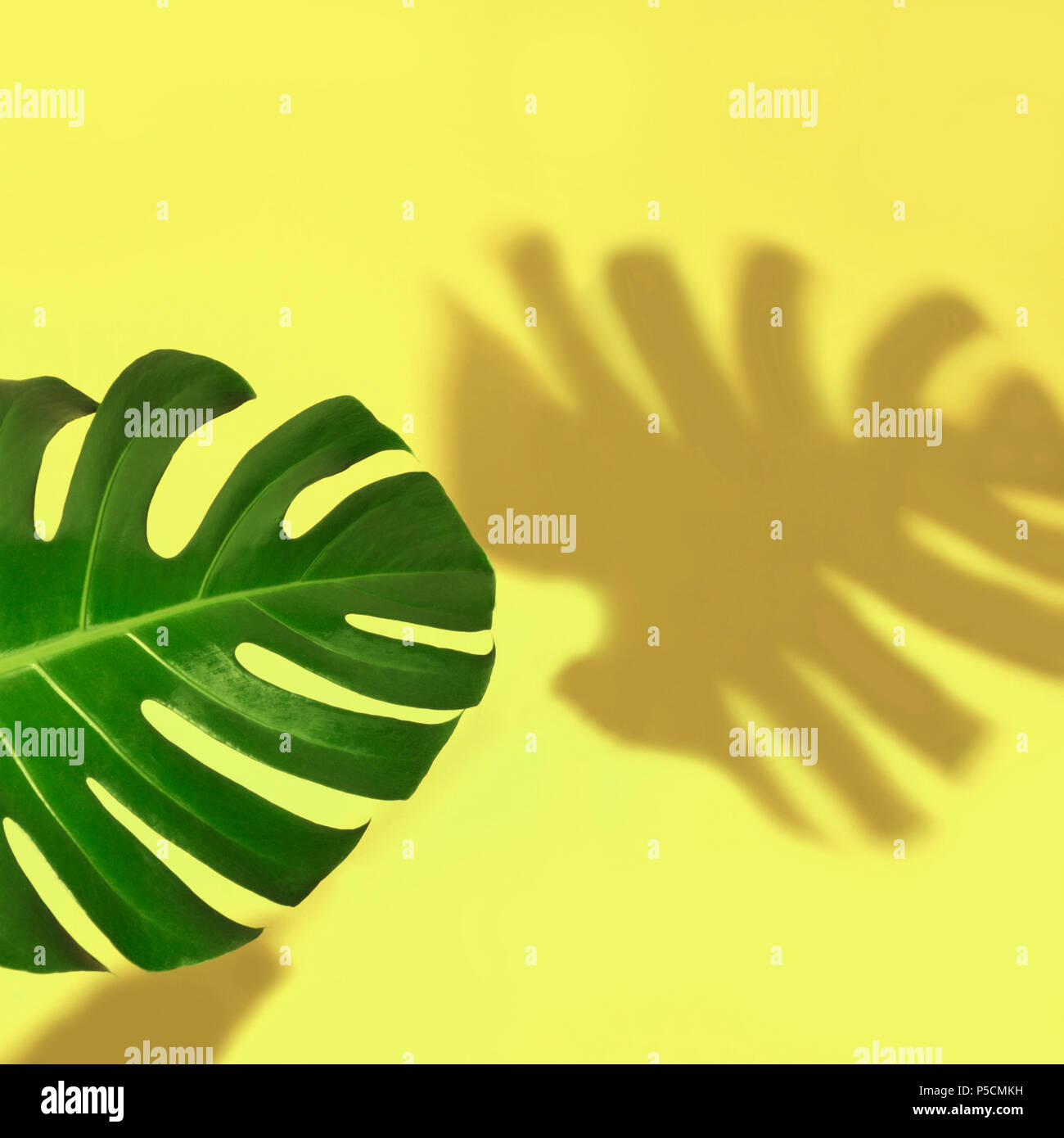 Unica foglia di monstera piante su sfondo giallo. Isolato con copia spazio. Foto Stock