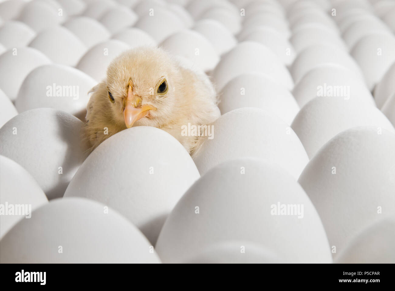 Un pollo giallo annidato su molti hen's-uova, la foto in orizzontale Foto Stock