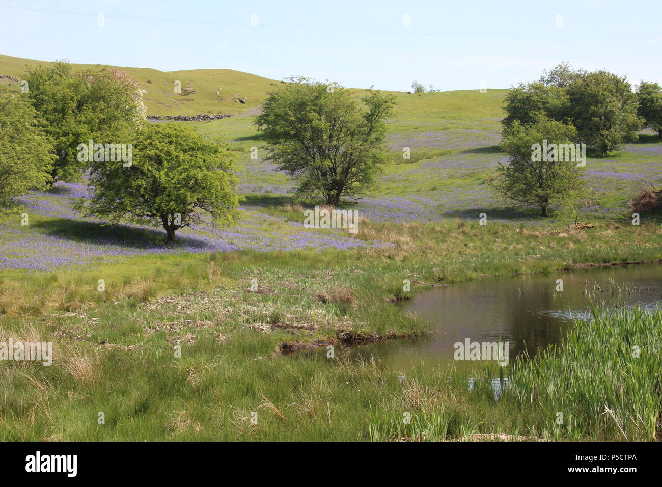 Bluebell hillside, Rhogo vicino Howey, Powys, metà del Galles, UK, molla Foto Stock