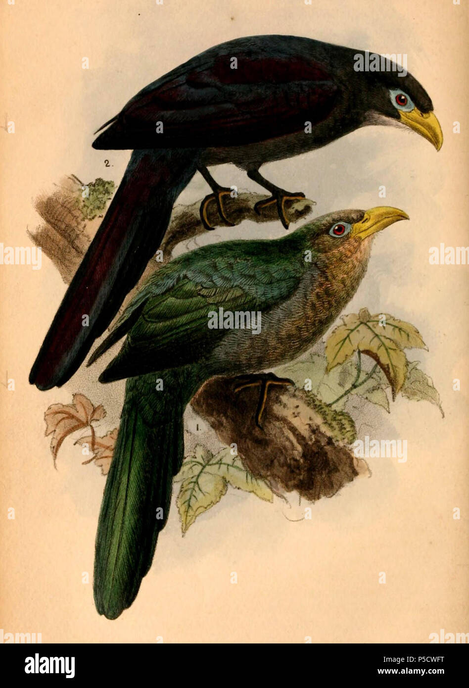 N/A. Inglese: " Ceuthmochares australis " = Ceuthmochares australis (sibilo Yellowbill) " Ceuthmochares aereus " = Ceuthmochares aereus (vibrazioni Yellowbill) Français: " Ceuthmochares australis " = Ceuthmochares australis (Malcoha austral) " Ceuthmochares aereus " = Ceuthmochares aereus (Malcoha à bec jaune) . 1884. John Gerrard Keulemans (1842-1912) nomi alternativi Johannes Gerardus Keulemans; J. G. Keulemans Descrizione ornitologo olandese e artista Data di nascita e morte 8 Giugno 1842 29 dicembre 1912 Luogo di nascita e morte Rotterdam London Authority control : Q1335286 VIA Foto Stock