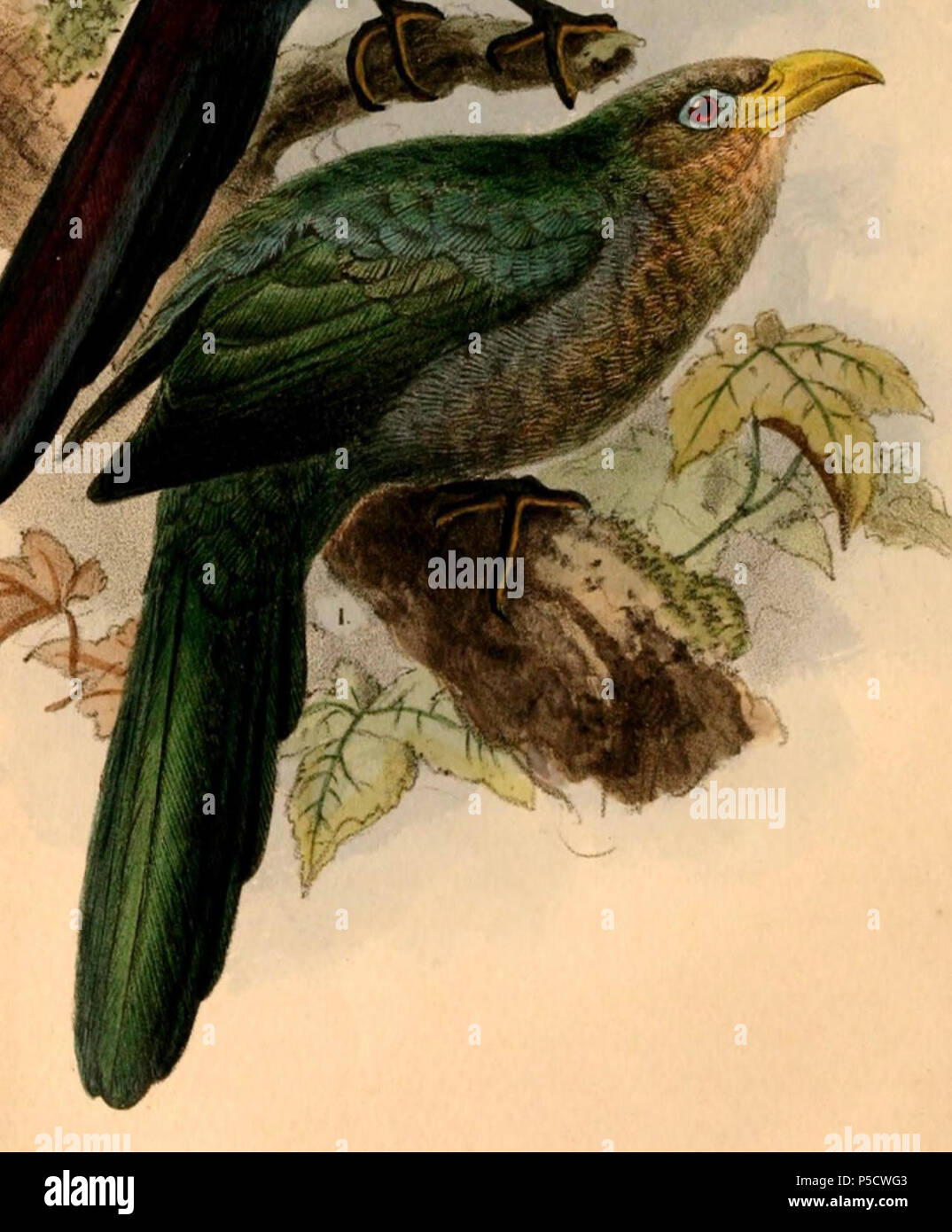 N/A. Inglese: " Ceuthmochares australis " = Ceuthmochares australis (sibilo Yellowbill) Français: " Ceuthmochares australis " = Ceuthmochares australis (Malcoha austral) . 1884. John Gerrard Keulemans (1842-1912) nomi alternativi Johannes Gerardus Keulemans; J. G. Keulemans Descrizione ornitologo olandese e artista Data di nascita e morte 8 Giugno 1842 29 dicembre 1912 Luogo di nascita e morte Rotterdam London Authority control : Q1335286 VIAF:42113661 ISNI:0000 0000 6313 981X ULAN:500041975 LCCN:N98083374 NLA:35268760 WorldCat 287 Ceuthmochares australis 1884 Foto Stock