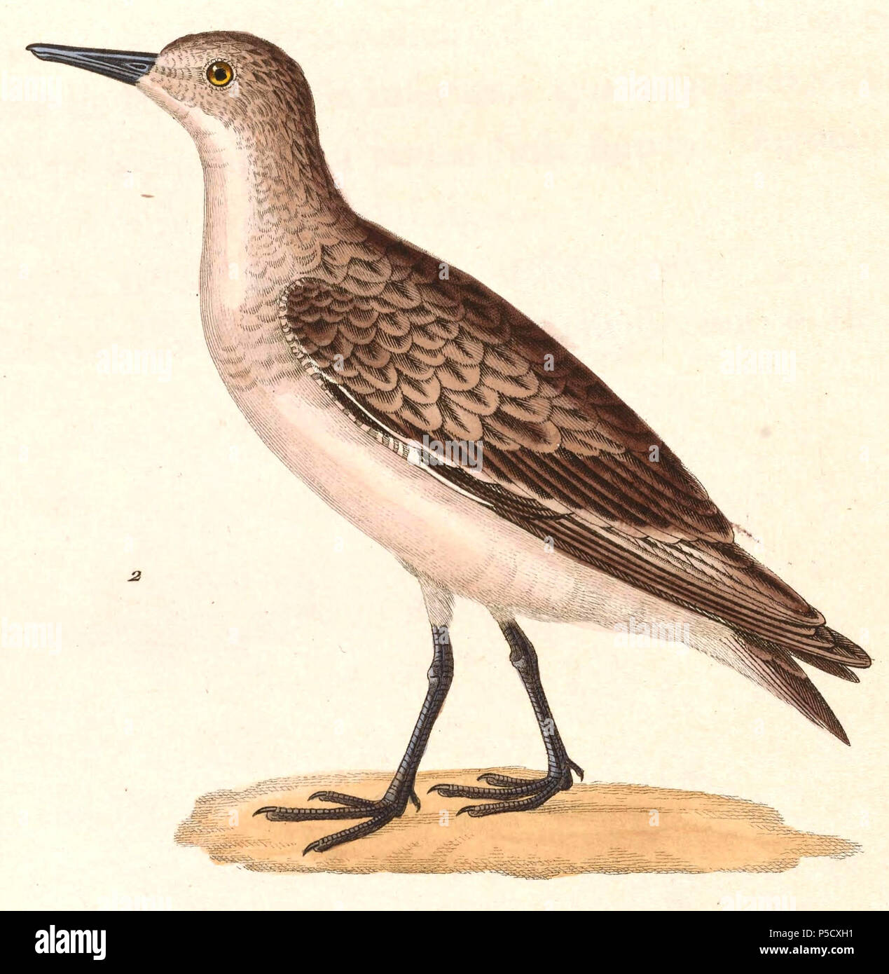 N/A. Inglese: " Tringa albescens " = Calidris ruficollis (Rosso Colli Stint) - svernamento Français: " Tringa albescens " = Calidris ruficollis (Bécasseau à col roux) - piumaggio d'hiver . 1838. Nicolas Huet (1770-1830) nomi alternativi Nicolas II Huet; Nicolas Huet giovani; Nicholas Huet II; Nicolas il giovane Huet Descrizione francese pittore illustratore e incisore, Data di nascita e morte 1770 26 dicembre 1830 Luogo di nascita Parigi competente controllo : Q3340421 VIAF:95590486 ISNI:0000 0000 7064 7628 ULAN:500117124 GND:138988412 Jean Gabriel Pretre (1768-1849) Descrizione Foto Stock