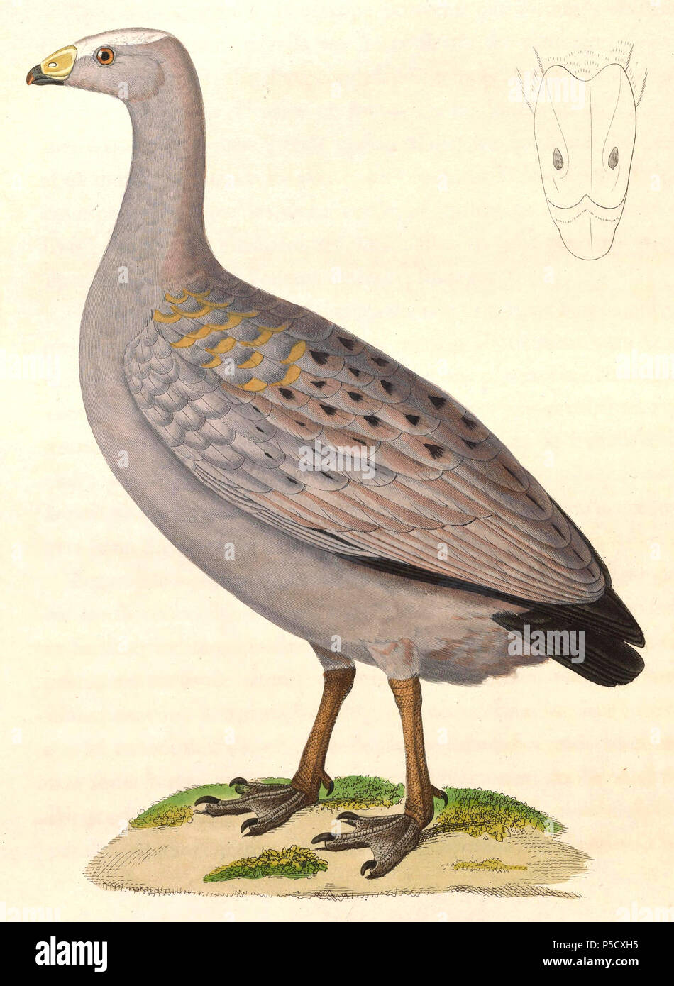 N/A. Inglese: " Cereopsis novaehollandiae " = Cereopsis novaehollandiae (Capo sterile Goose) - adulti Français: " Cereopsis novaehollandiae " = Cereopsis novaehollandiae (Céréopse cendré) - adulte . 1838. Nicolas Huet (1770-1830) nomi alternativi Nicolas II Huet; Nicolas Huet giovani; Nicholas Huet II; Nicolas il giovane Huet Descrizione francese pittore illustratore e incisore, Data di nascita e morte 1770 26 dicembre 1830 Luogo di nascita Parigi competente controllo : Q3340421 VIAF:95590486 ISNI:0000 0000 7064 7628 ULAN:500117124 GND:138988412 Jean Gabriel Pretre (1768-1849) Foto Stock