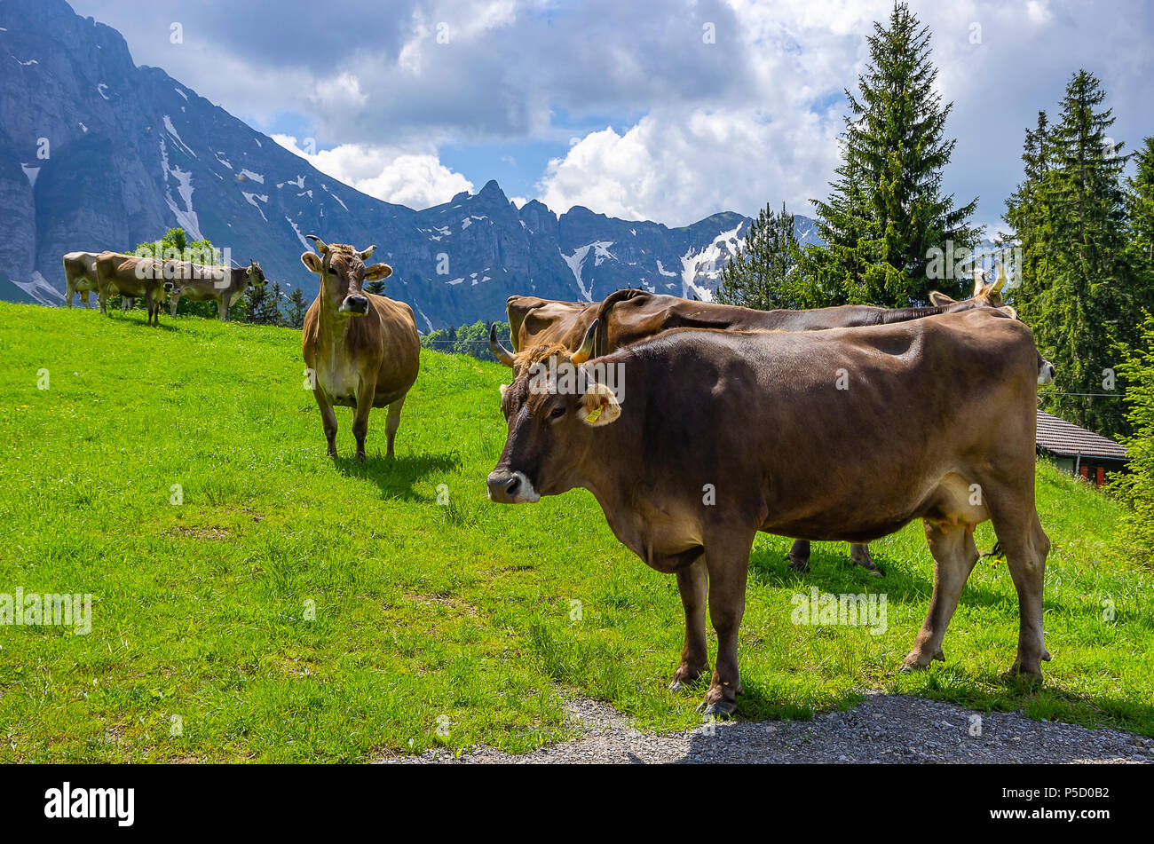 Vacche con attaccato correttamente i marchi auricolari su un prato di montagna nelle Alpi svizzere nei pressi di Urnäsch e schawagalp, Canton Appenzello Esterno, Svizzera. Foto Stock