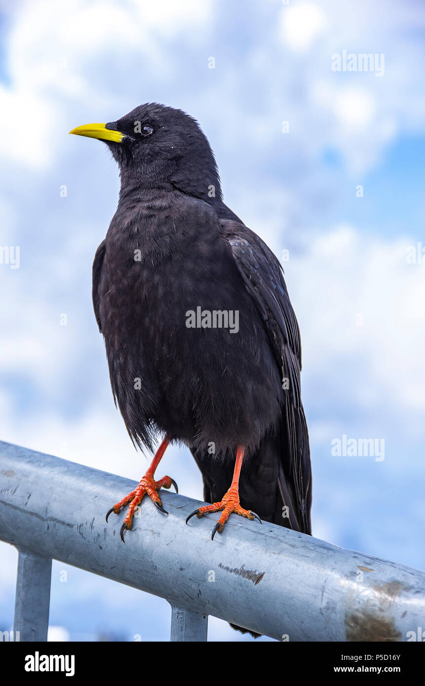 Studio di un gracchio alpino sul Säntis nelle Alpi Appenzell, Svizzera nordorientale. Foto Stock