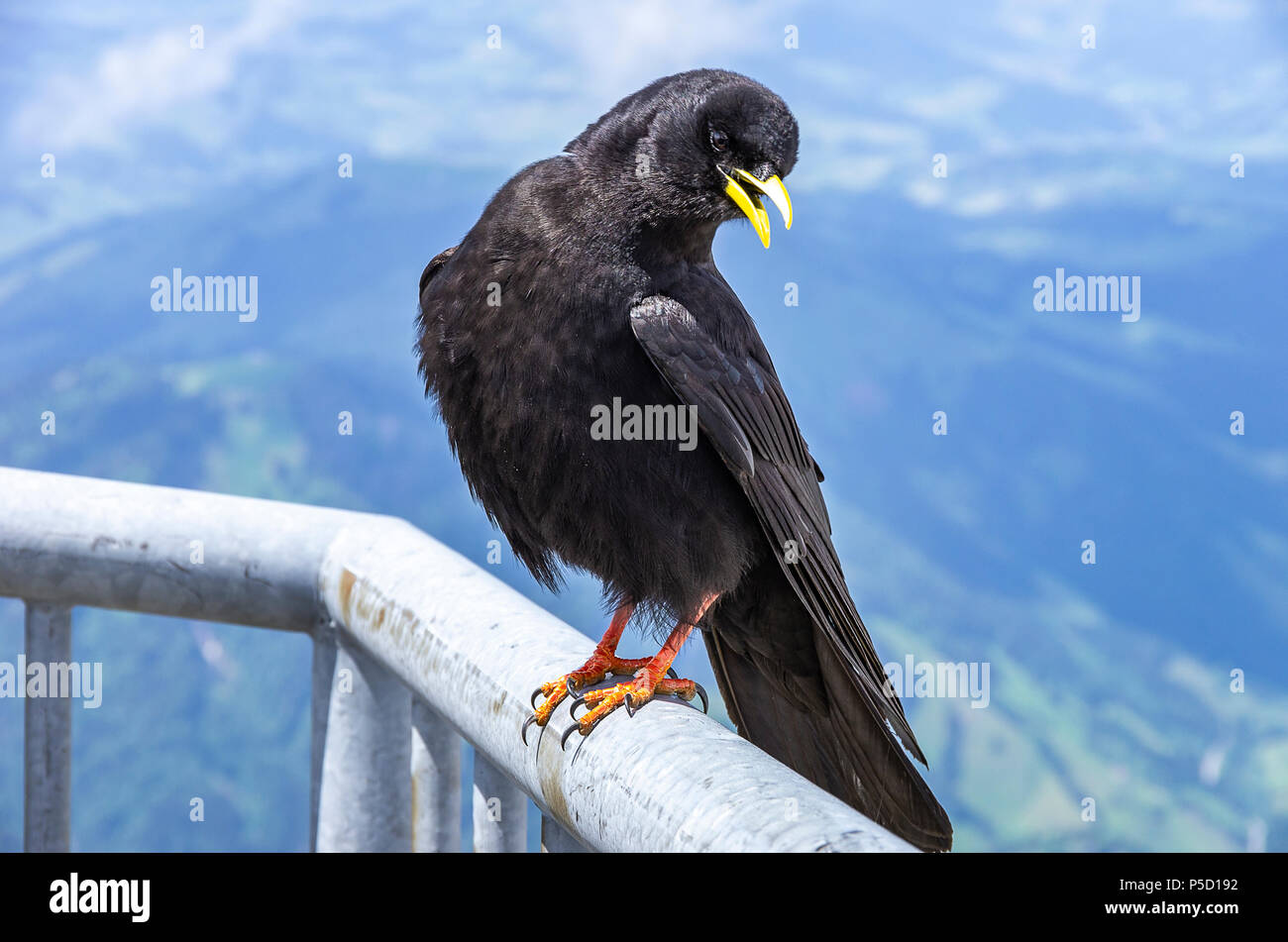 Studio di un gracchio alpino sul Säntis nelle Alpi Appenzell, Svizzera nordorientale. Foto Stock