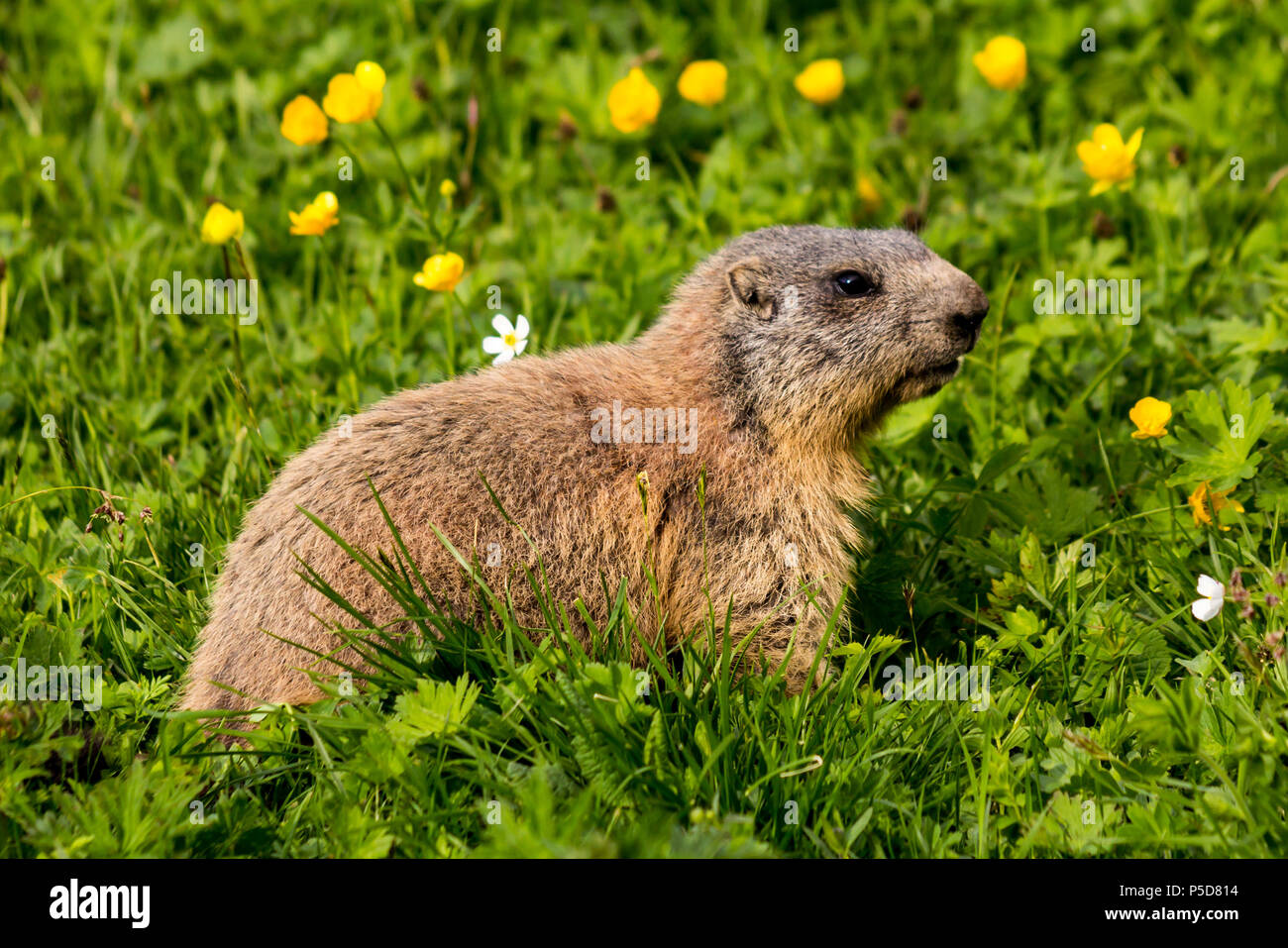 Carino alpine marmotta (Marmota marmota) alimentazione sul pascolo di fiori delle Alpi in Europa (Liechtenstein) Foto Stock
