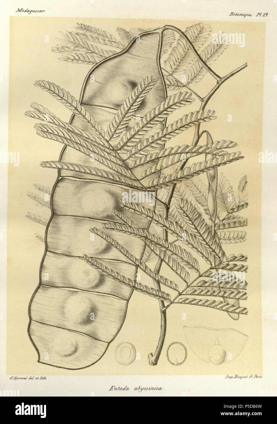 N/A. Inglese: Histoire Naturelle des plantes, Baillon, H.1827-1895. Drake del Castillo, E.1855-1904. Pubblicazione:Parigi:Imprimerie nationale,1886-1903 . tra il 1886 e il 1903. H. Baillon (1827-1895) 519 Entada abyssinica00 Foto Stock