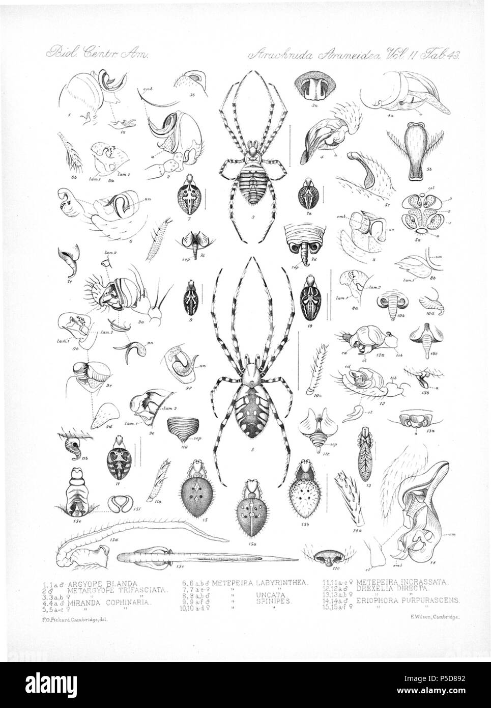 N/A. Inglese: Zoological illustrazioni di ragni realizzato da Federico O. Picard-Cambridge per la Biologia Centrali-Americana, una enciclopedia della storia naturale del Messico e America centrale . tra 1897 e 1905. Frederick Ottavio Pickard-Cambridge 116 Arachnida Araneidea Vol 2 Tabella 43 Foto Stock