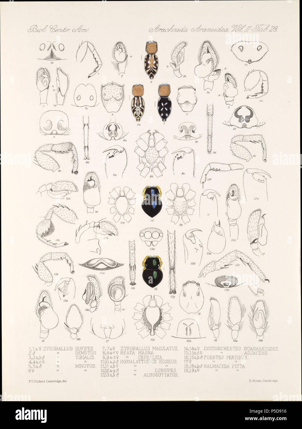 N/A. Inglese: Zoological illustrazioni di ragni realizzato da Federico O. Picard-Cambridge per la Biologia Centrali-Americana, una enciclopedia della storia naturale del Messico e America centrale . tra 1897 e 1905. Frederick Ottavio Pickard-Cambridge 116 Arachnida Araneidea Vol 2 Tabella 28 Foto Stock