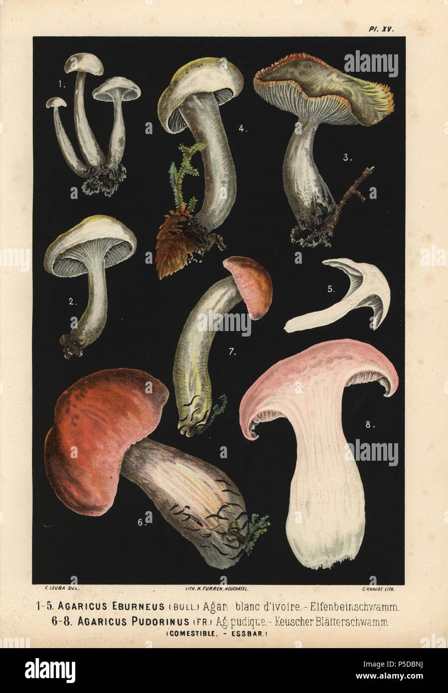 Avorio tappo ceroso, Hygrophorus eburneus, Agaricus eburneus, agaric blanc d'Avorio, Hygrophorus pudorinus, Agaricus pudorinus, Agaric pudique. Chromolithograph da Krause di una illustrazione da Fritz Leuba da 'Les champignon comestibles et les especes vénéneuses avec lesquelles ils pourraient etre confondus' (i funghi commestibili e le specie velenose non dovrebbero essere confusi con), Delachaux et Niestle, Neuchatel, Svizzera, 1890, litografata da H. Furrer. Fritz Leuba (1848-1910) era un micologo e artista di Neuchatel, Svizzera. Foto Stock