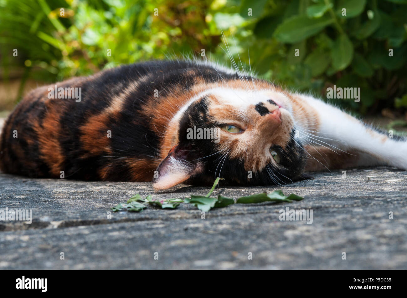 Guscio di tartaruga cat guardando la telecamera stesi al sole Foto Stock