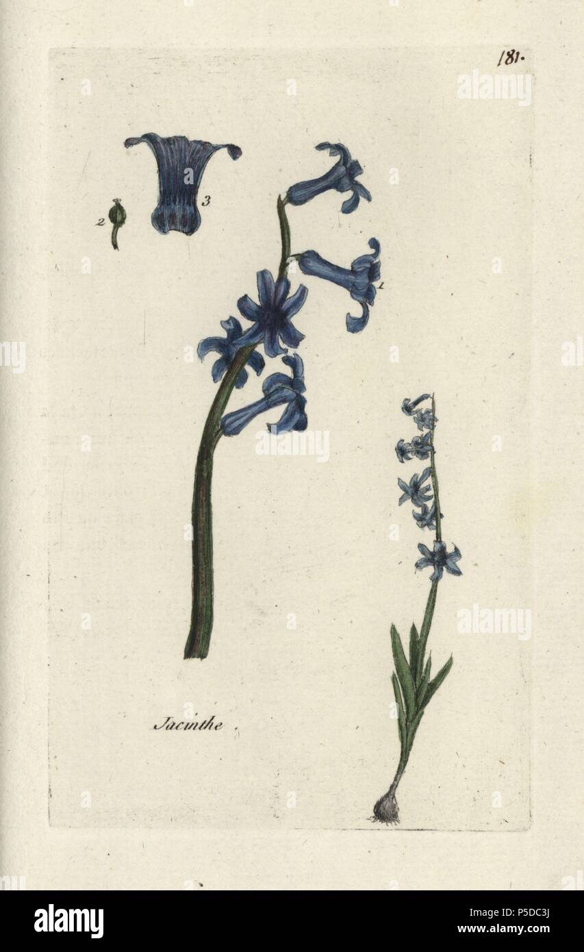 Giacinto comune, Hyacinthus orientalis. Botanico Handcolored disegnato e inciso da Pierre Bulliard dalla propria " Flora Parisiensis", 1776, Parigi, P. F. Didot. Pierre Bulliard (1752-1793) fu un famoso botanico francese che hanno sperimentato la tre-colore-piastra tecnica di stampa. La sua introduzione ai fiori di Parigi comprendeva 640 piante. Foto Stock