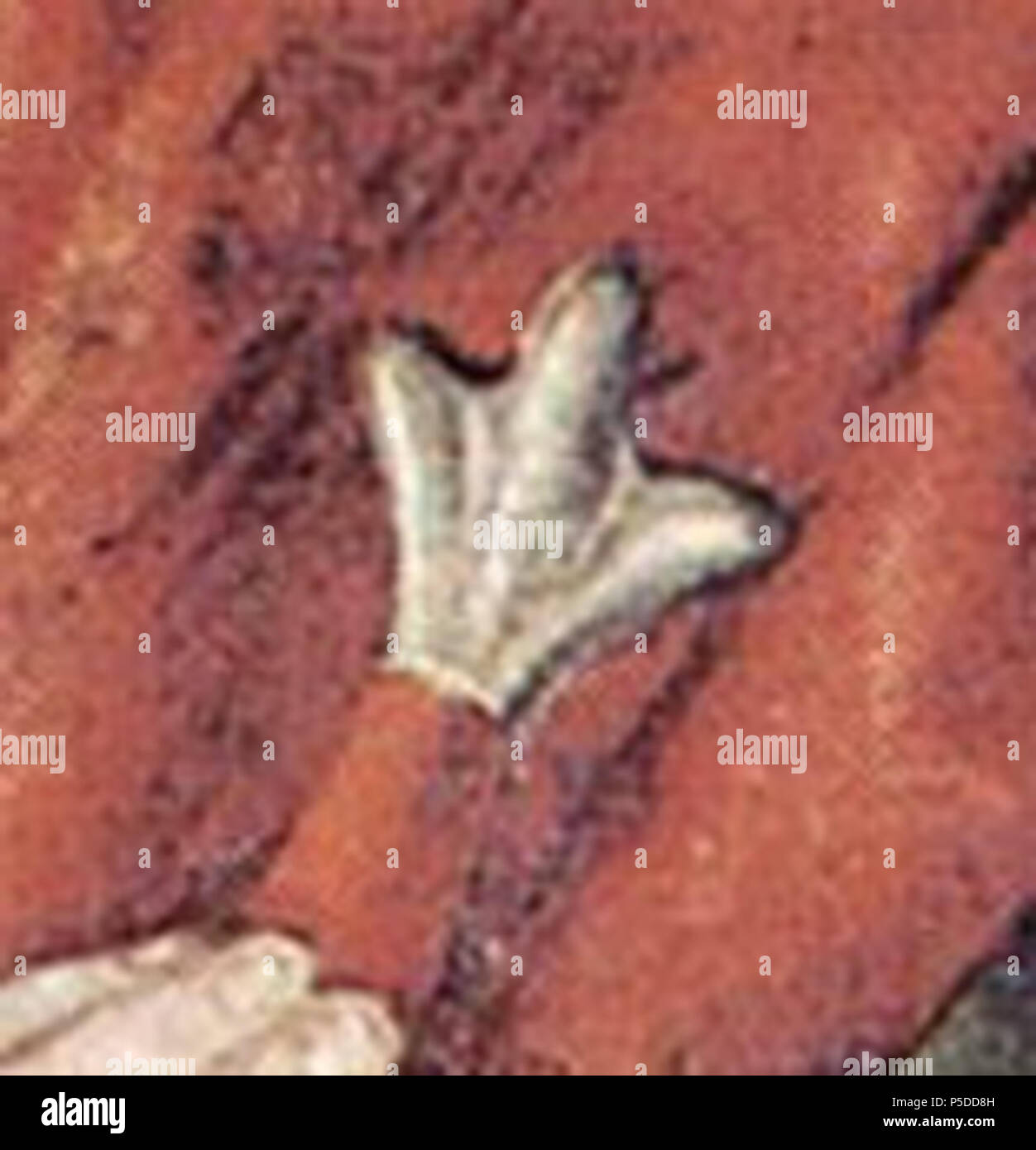 Santa Caterina . Dettagli . tra il 1465 e il 1470. N/A 282 Caterina di Alessandria Pacher (dettaglio) Foto Stock