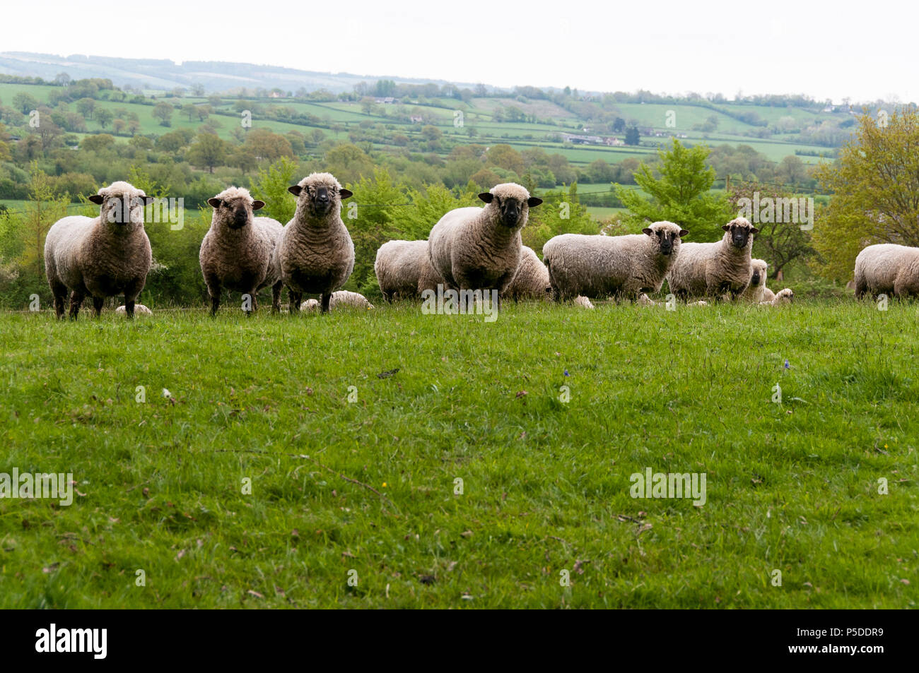 Un gregge di pecore guardando il fotografo in Dorset, Regno Unito Foto Stock