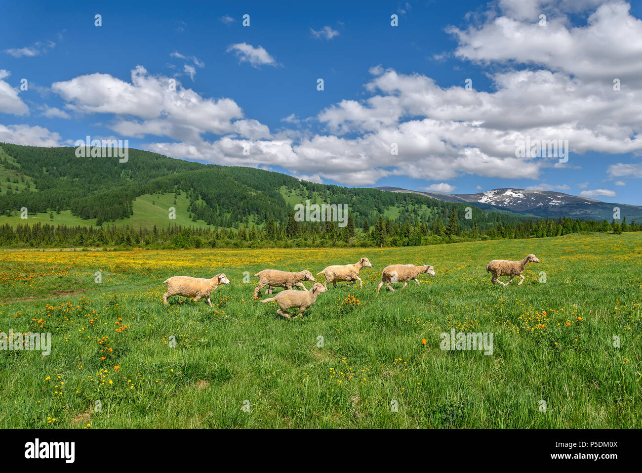 Un branco di pecore al pascolo su un magnifico verde prato con giallo e arancio fiori in montagna contro un cielo blu e nuvole Foto Stock