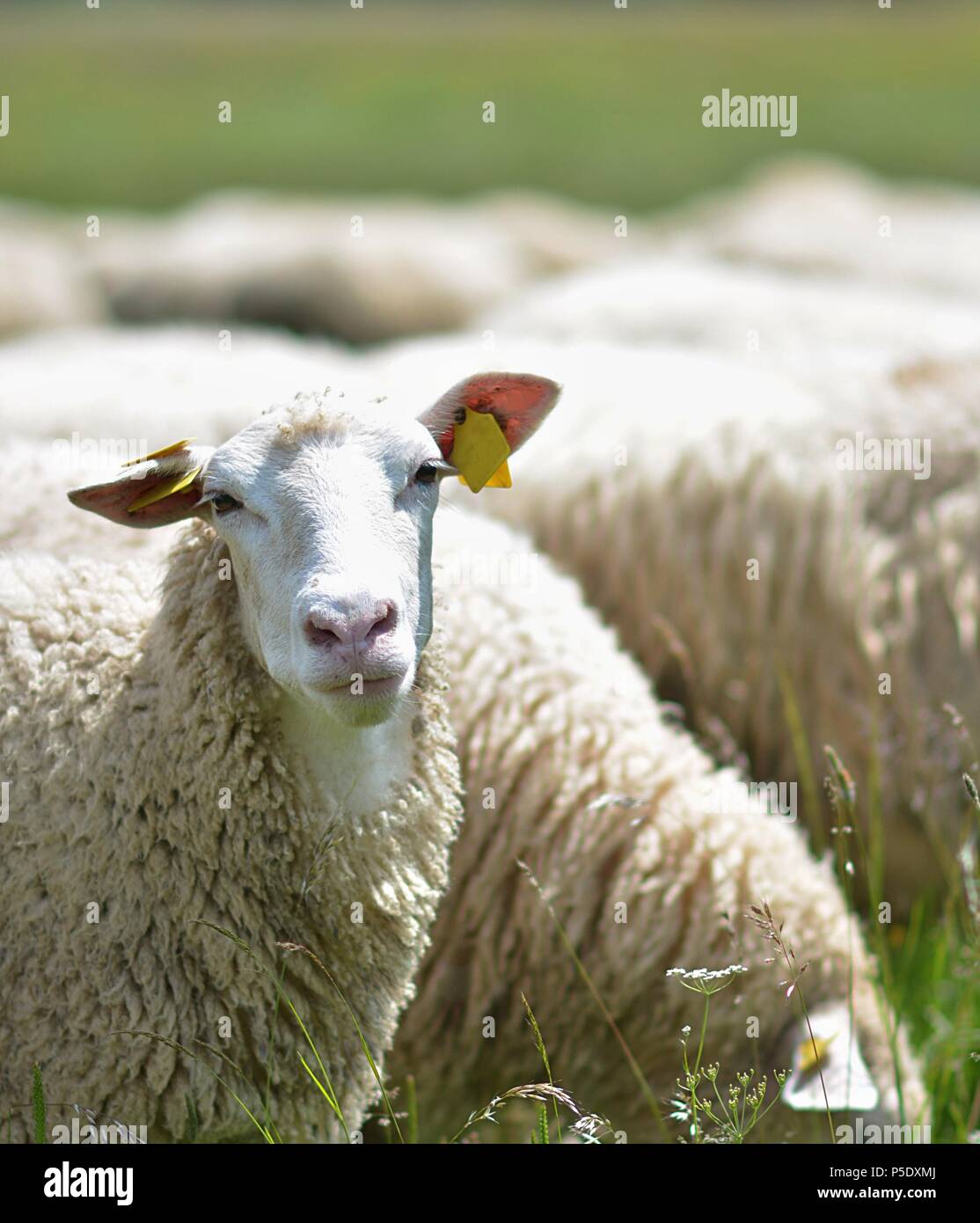 Gregge di pecore attraversa il verde prato Foto Stock