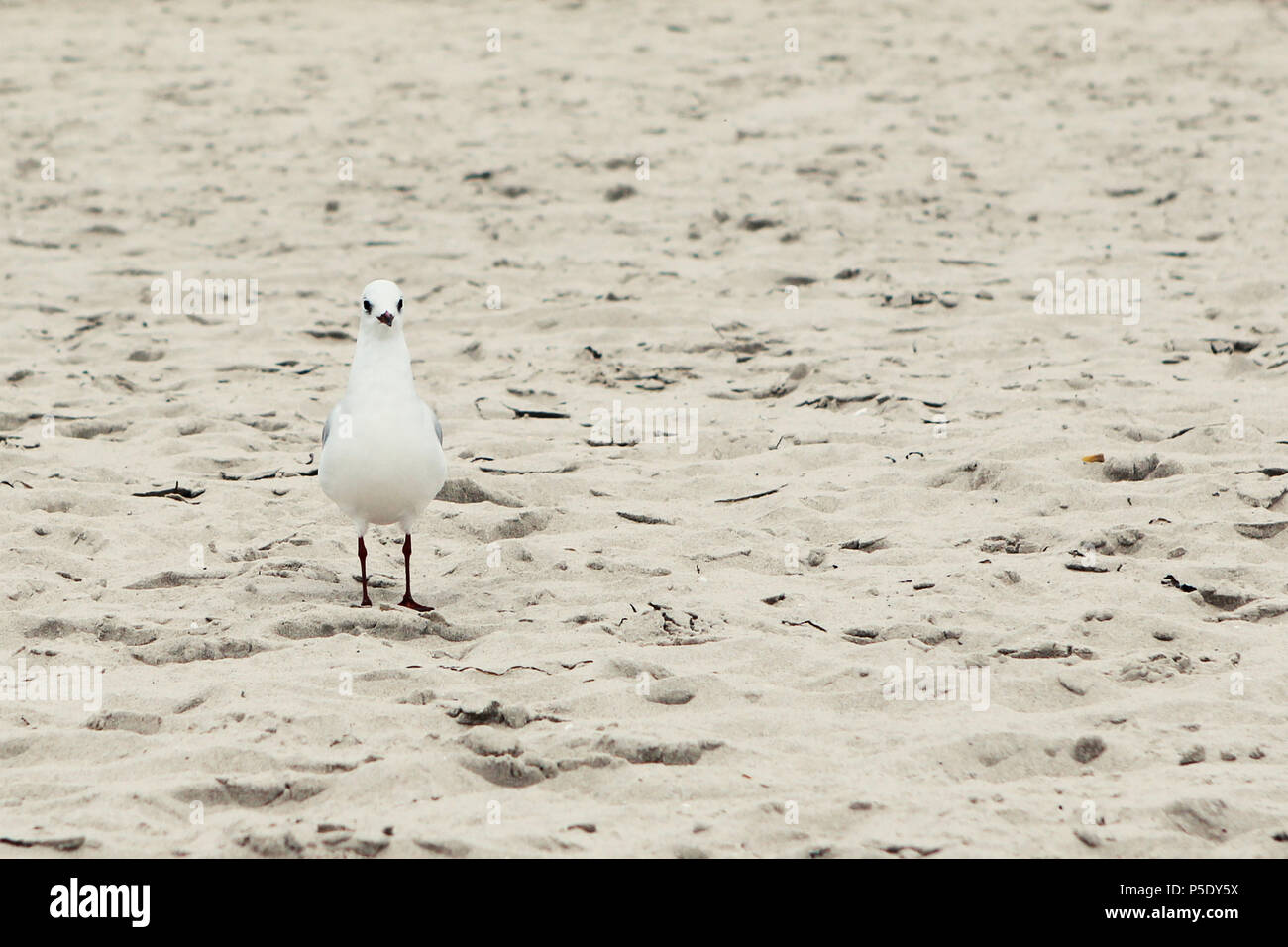 Eine kleine weiße Möwe am Strand von Rügen. Foto Stock