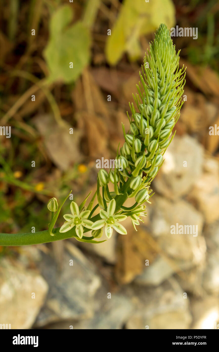 Albuca Bracteata Wild Falsa Cipolla Mare Mare Cipolla Cipolla In Stato Di Gravidanza Foto Stock Alamy