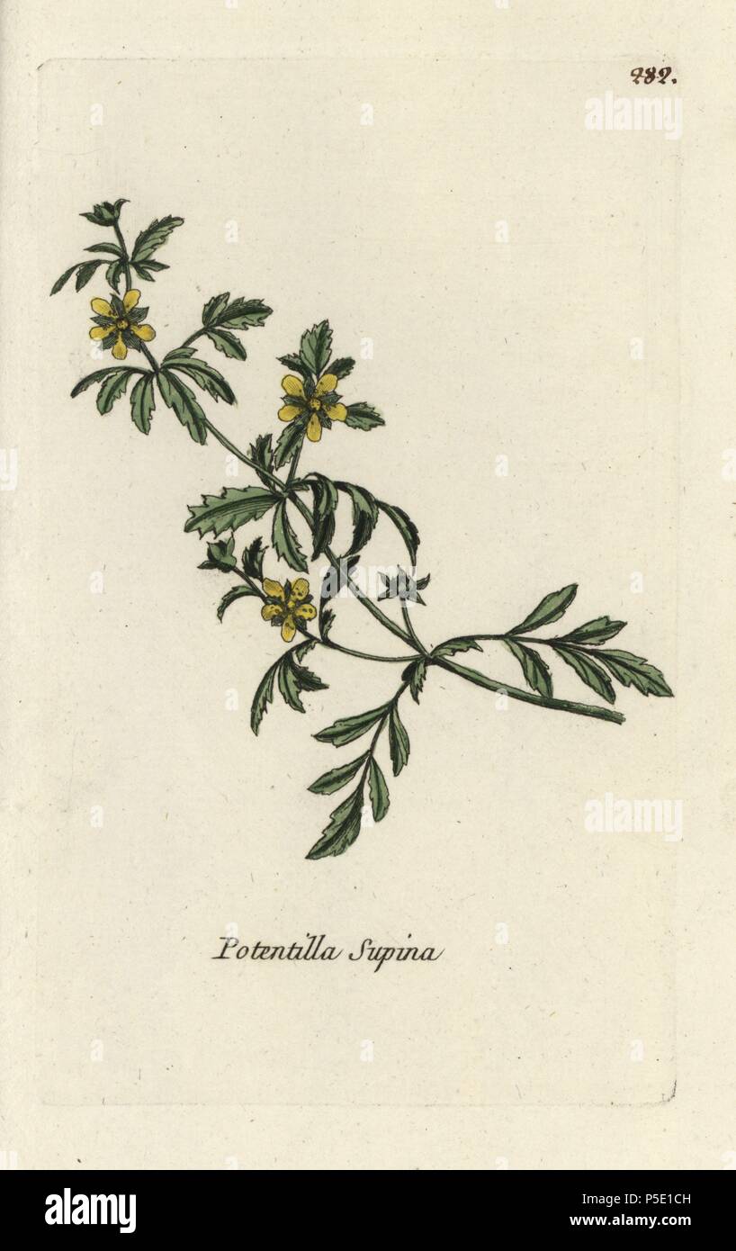 Potentilla supina. Botanico Handcolored disegnato e inciso da Pierre Bulliard dalla propria " Flora Parisiensis", 1776, Parigi, P. F. Didot. Pierre Bulliard (1752-1793) fu un famoso botanico francese che hanno sperimentato la tre-colore-piastra tecnica di stampa. La sua introduzione ai fiori di Parigi comprendeva 640 piante. Foto Stock