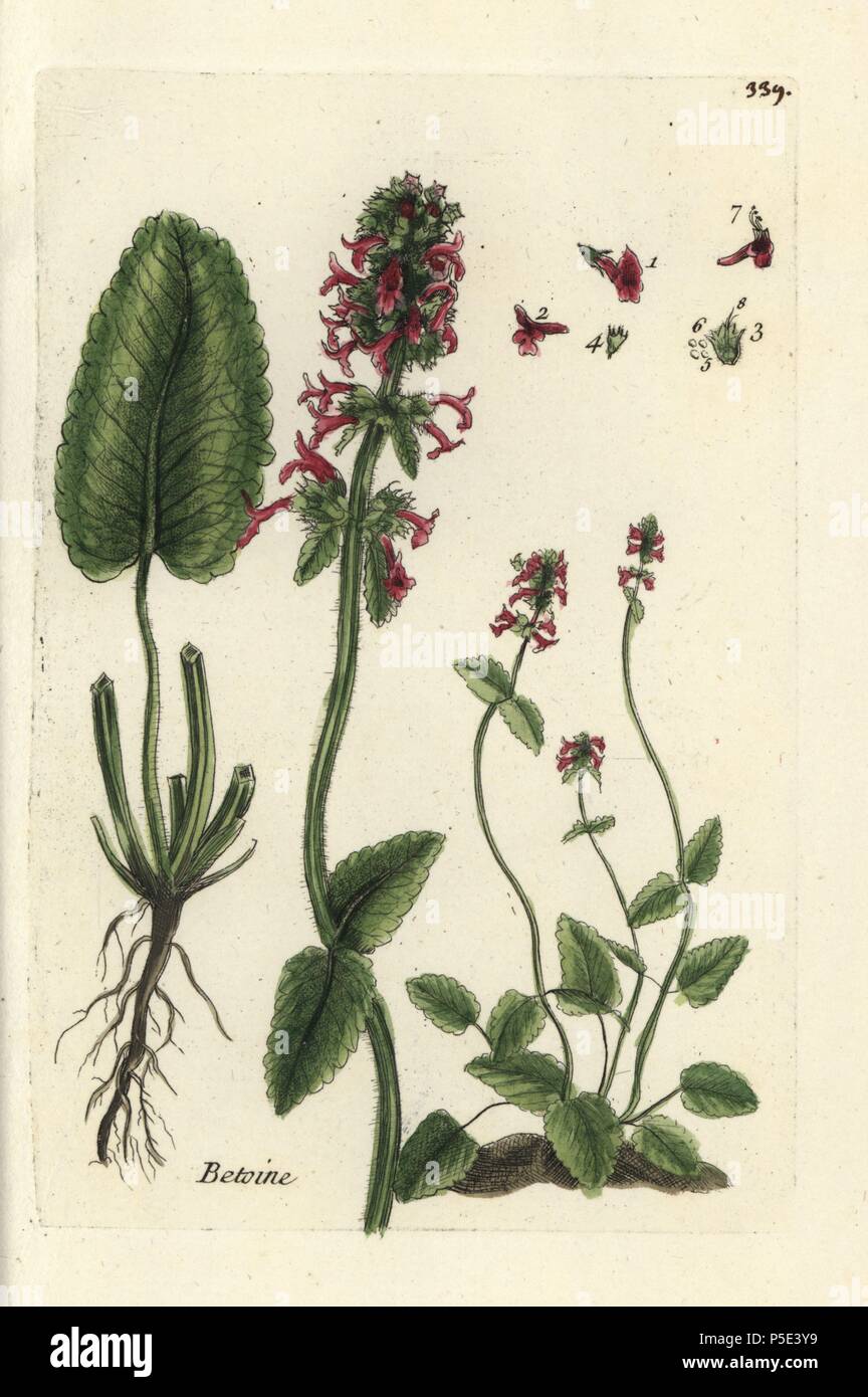 Viola betony, Stachys officinalis. handcolored; botanical; incisione; Pierre; Bulliard; Flora; Parisiensis; 1776; Didot; Parigi; famoso; Francese; botanico; tre; piastra; la stampa; tecnica; fiori. Foto Stock