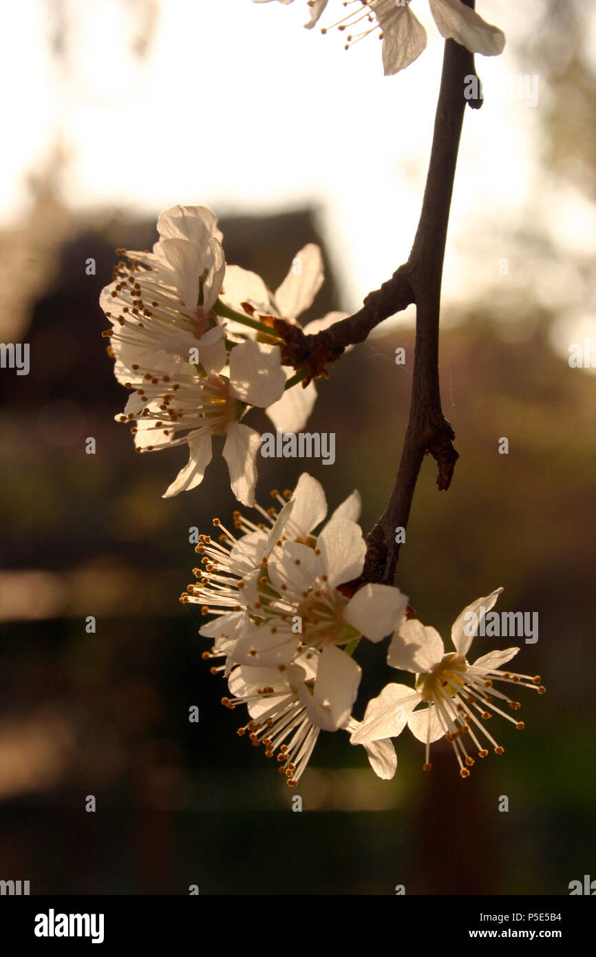 Fiori della prugna Foto Stock