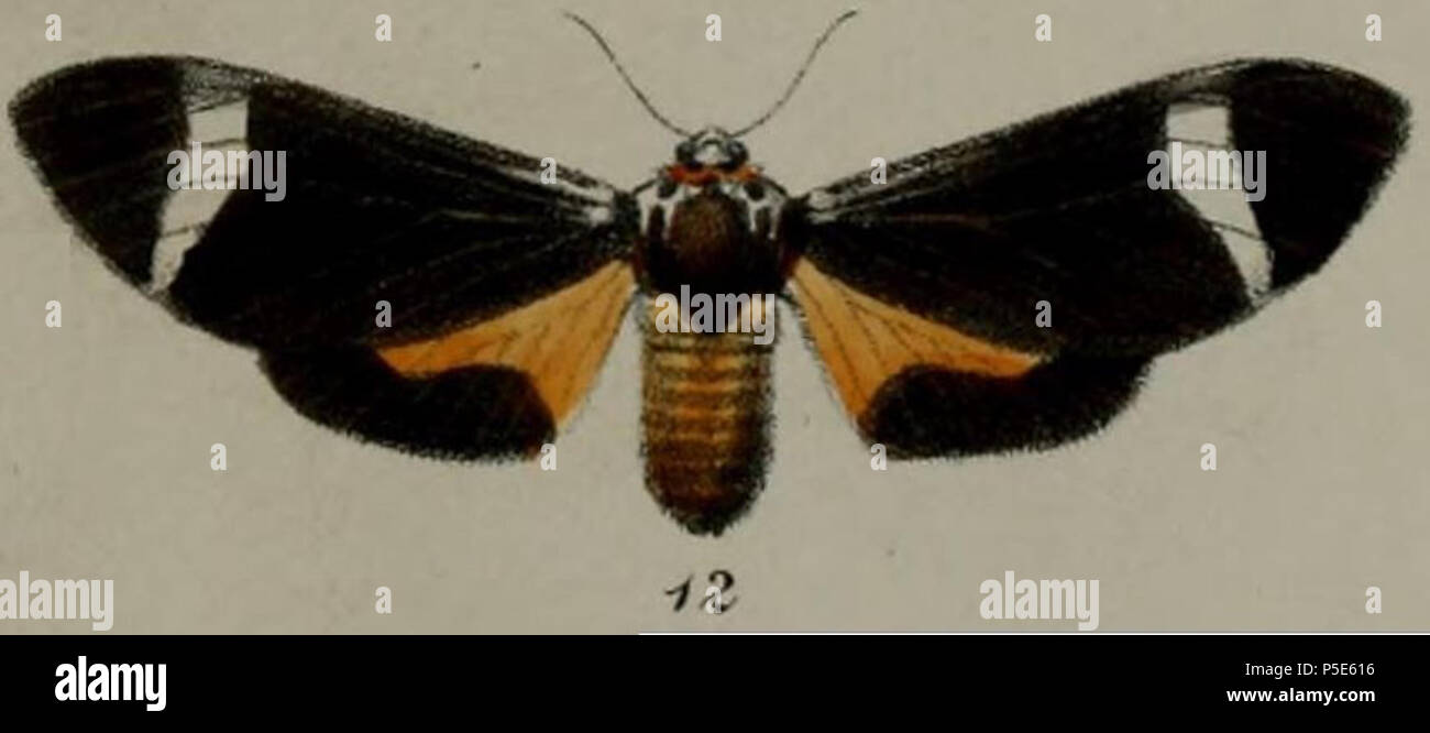 N/A. Latina: Amerila syntomina (Butler, 1878) . 1887. Herbert Druce (1846-1913) nella piastra:LV (piastra 55) Procedimento della Società Zoologica di Londra, 1887 - Il Sig. H Druce sulle nuove specie di Lepidotteri dall Africa Tropicale 15 12-Anace herpa=Amerila syntomina (Butler, 1878) Foto Stock