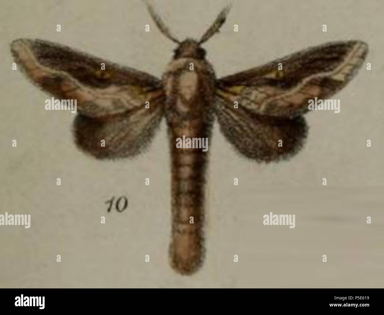 N/A. Latina: Hecata splendens (Druce, 1887) . 1887. Herbert Druce (1846-1913) nella piastra:LV (piastra 55) Procedimento della Società Zoologica di Londra, 1887 - Il Sig. H Druce sulle nuove specie di Lepidotteri dall Africa Tropicale 13 10-Megasoma splendens=Hecata splendens (Druce, 1887) Foto Stock