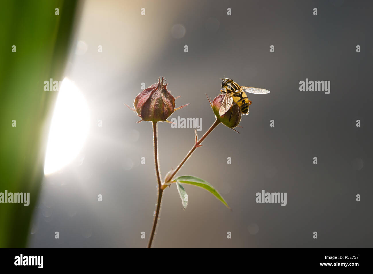 Un Europeo hoverfly, Helophilus pendulus, chiamato anche sun fly, seduti su fiori secchi testine a un laghetto con la riflessione della luce, Renania, Germania Foto Stock