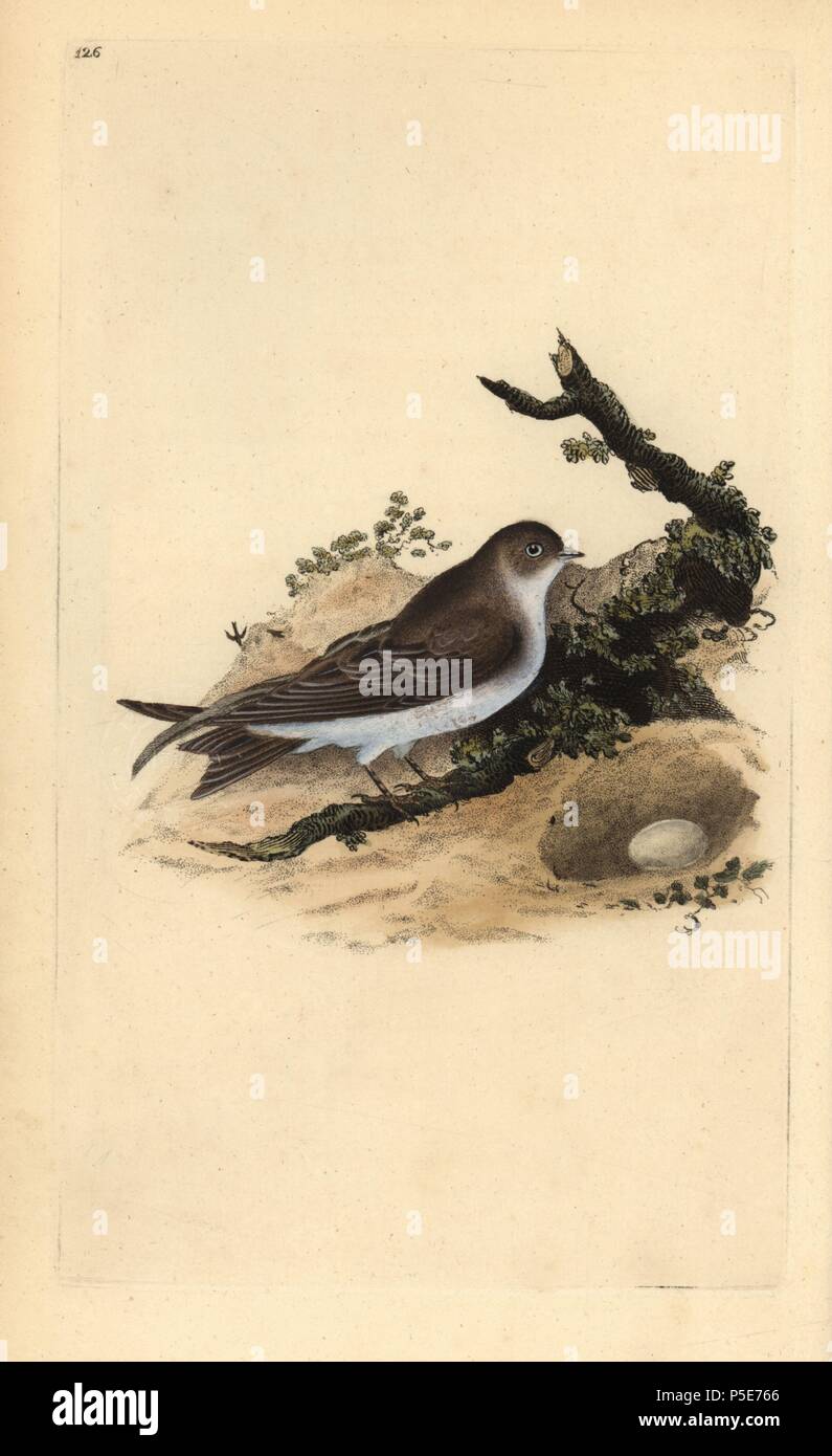 Sand martin Riparia Riparia, con nido e uova. Copperplate Handcolored disegnato e inciso da Edward Donovan dalla sua "Storia naturale della British Uccelli' (1794-1819). Edward Donovan (1768-1837) era un dilettante anglo-irlandese dello zoologo, scrittore, artista ed incisore. Egli ha scritto ed illustrato una serie di volumi di uccelli, pesci e conchiglie di insetti, aprì il suo museo di storia naturale di Londra, ma in seguito cadde su hard times e morì senza un soldo. Foto Stock