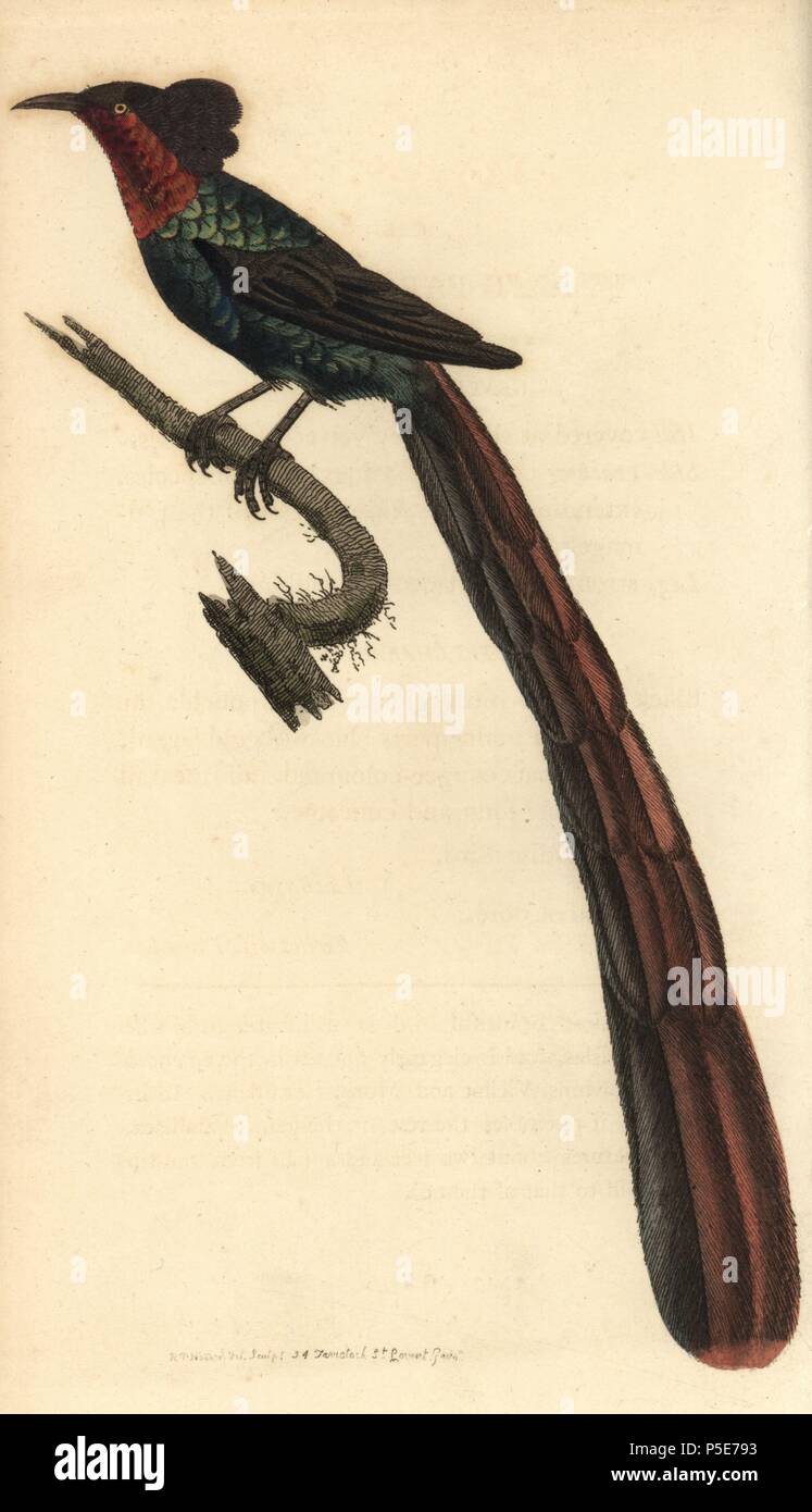 Arfak astrapia, Astrapia nigra. Copiate da Jacques Barraband dell'illustrazione da Francois Levaillant "Histoire Naturelle des oiseaux de paradis", 1801. Illustrazione disegnata, inciso e pubblicato da Richard Polydore Nodder. Handcolored incisione su rame da George Shaw e Federico Nodder 'naturalista Miscellanea dell' 1812. La maggior parte delle illustrazioni di 1,064 di animali, uccelli, insetti, crostacei, pesci, la vita marina e creature microscopiche per del naturalista Miscellanea sono stati disegnati da George Shaw, Federico Nodder e Richard Nodder e inciso e pubblicato dalla famiglia Nodder. Foto Stock