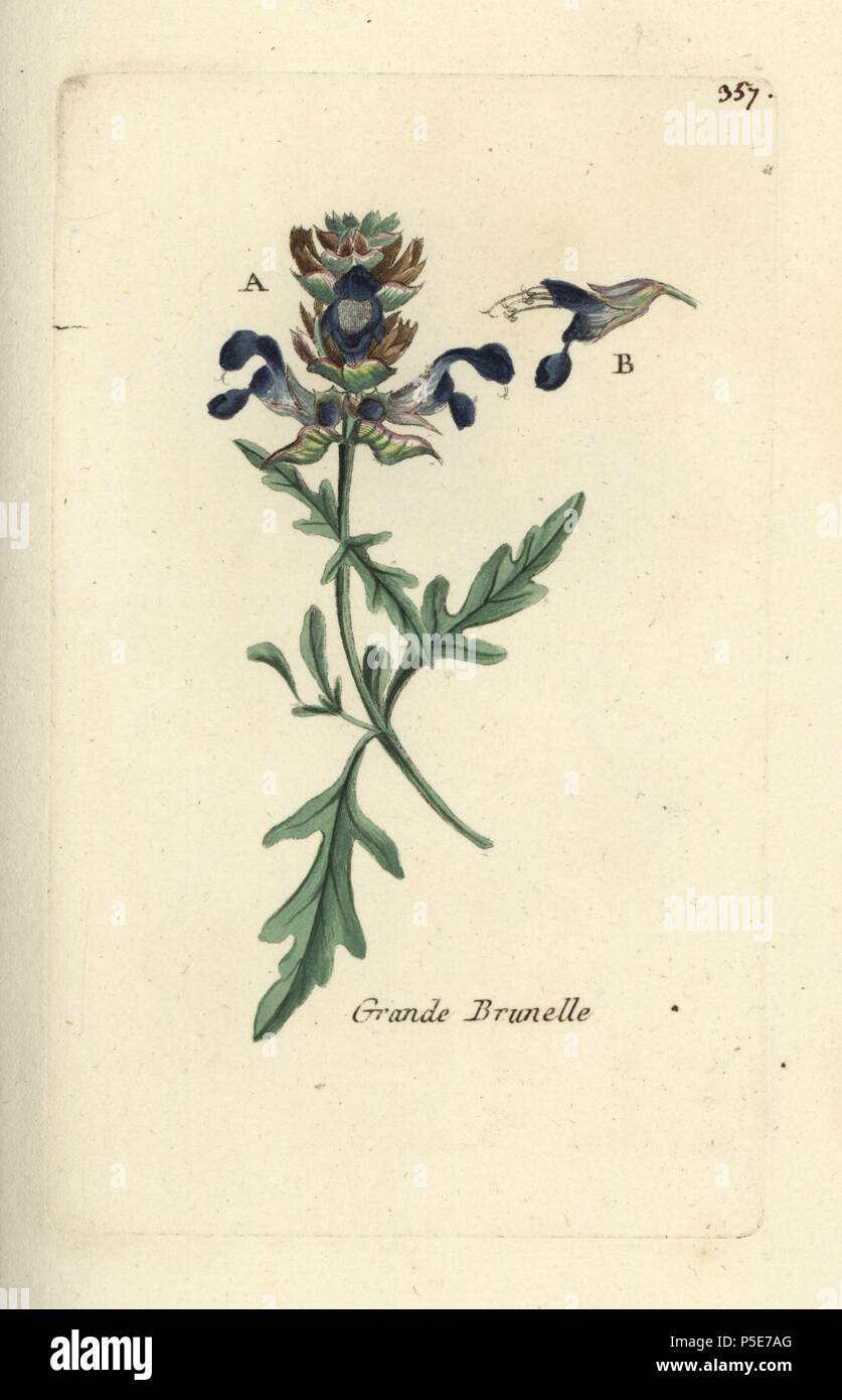 Cut-leaf auto-guarire, Prunella laciniata. Botanico Handcolored disegnato e inciso da Pierre Bulliard dalla propria " Flora Parisiensis", 1776, Parigi, P. F. Didot. Pierre Bulliard (1752-1793) fu un famoso botanico francese che hanno sperimentato la tre-colore-piastra tecnica di stampa. La sua introduzione ai fiori di Parigi comprendeva 640 piante. Foto Stock