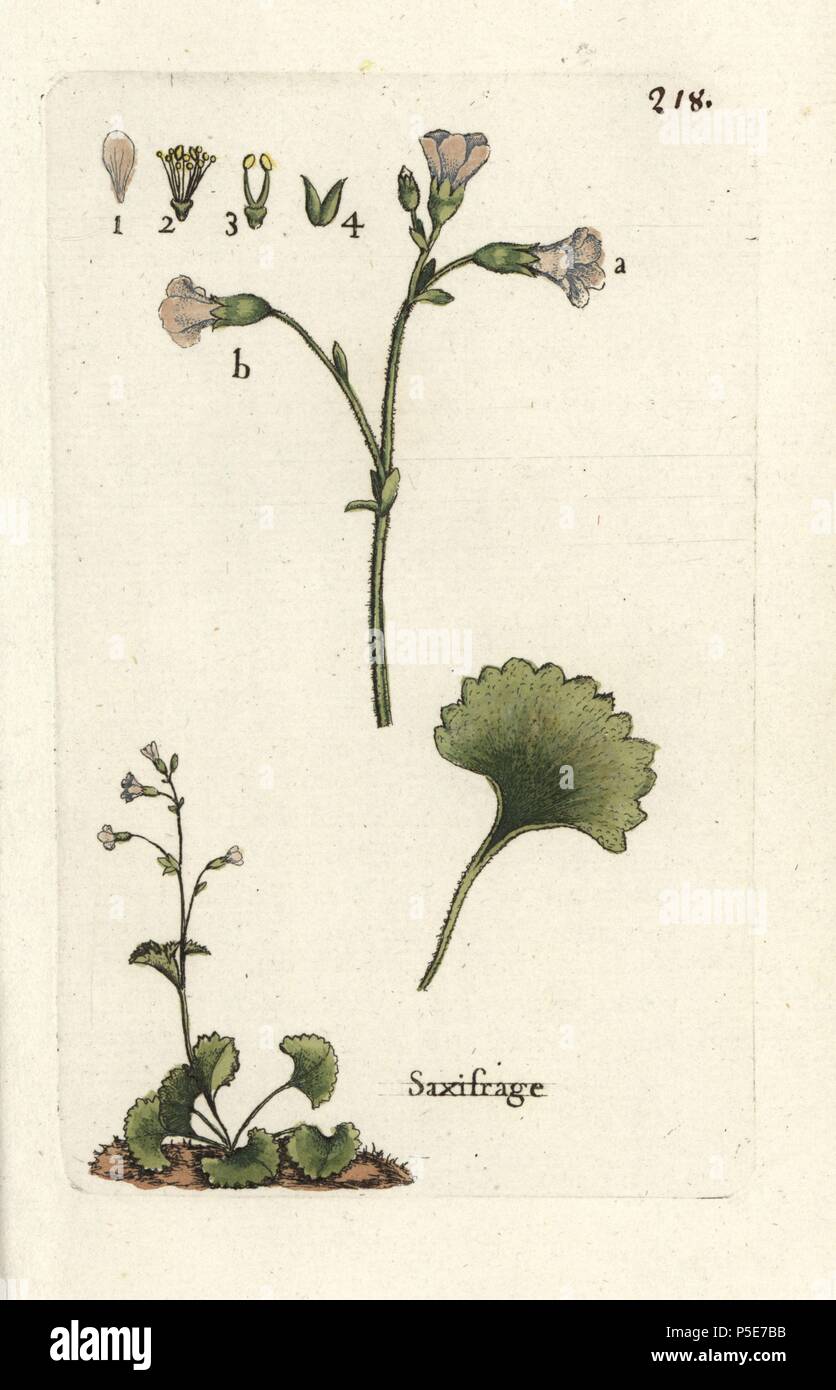 Prato sassifraga, Saxifraga granulata. Botanico Handcolored disegnato e inciso da Pierre Bulliard dalla propria " Flora Parisiensis", 1776, Parigi, P. F. Didot. Pierre Bulliard (1752-1793) fu un famoso botanico francese che hanno sperimentato la tre-colore-piastra tecnica di stampa. La sua introduzione ai fiori di Parigi comprendeva 640 piante. Foto Stock