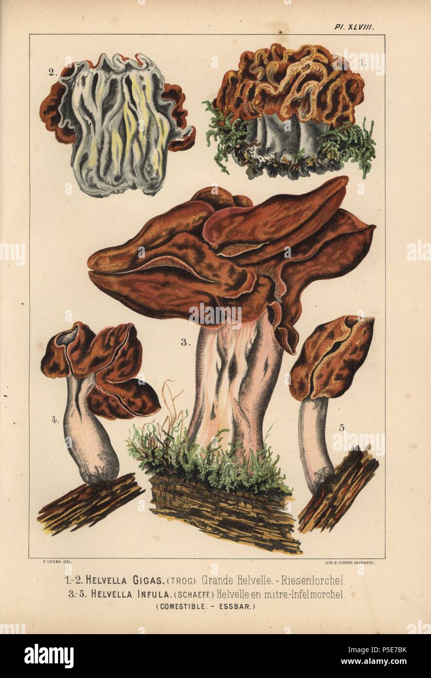Snow morel, Gyromitra gigas, Helvella gigas, grande helvelle e incappucciati false morel, Helvella infula, Gyromitra infula, helvelle en mitre, commestibile. Chromolithograph da Krause di una illustrazione da Fritz Leuba da 'Les champignon comestibles et les especes vénéneuses avec lesquelles ils pourraient etre confondus' (i funghi commestibili e le specie velenose non dovrebbero essere confusi con), Delachaux et Niestle, Neuchatel, Svizzera, 1890, litografata da H. Furrer. Fritz Leuba (1848-1910) era un micologo e artista di Neuchatel, Svizzera. Foto Stock