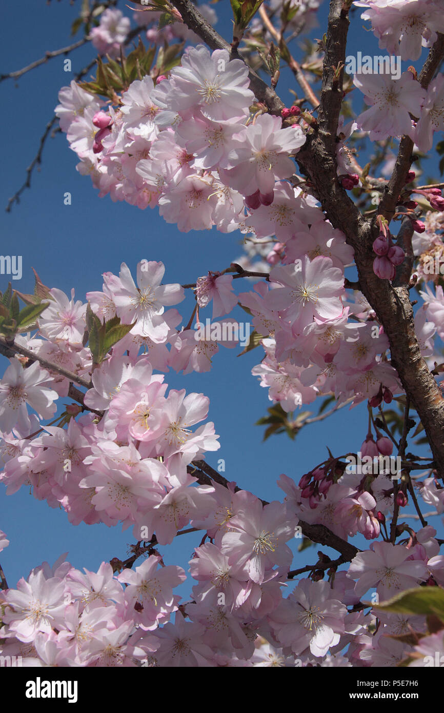 Fine Sul Bello Fiore Di Ciliegia Rosa Di Fiorura Perfetto Di Sakura O Ramo Albero Giapponese Del Serrulata Prunus Della Fuoco Image144431214 - Foto 3