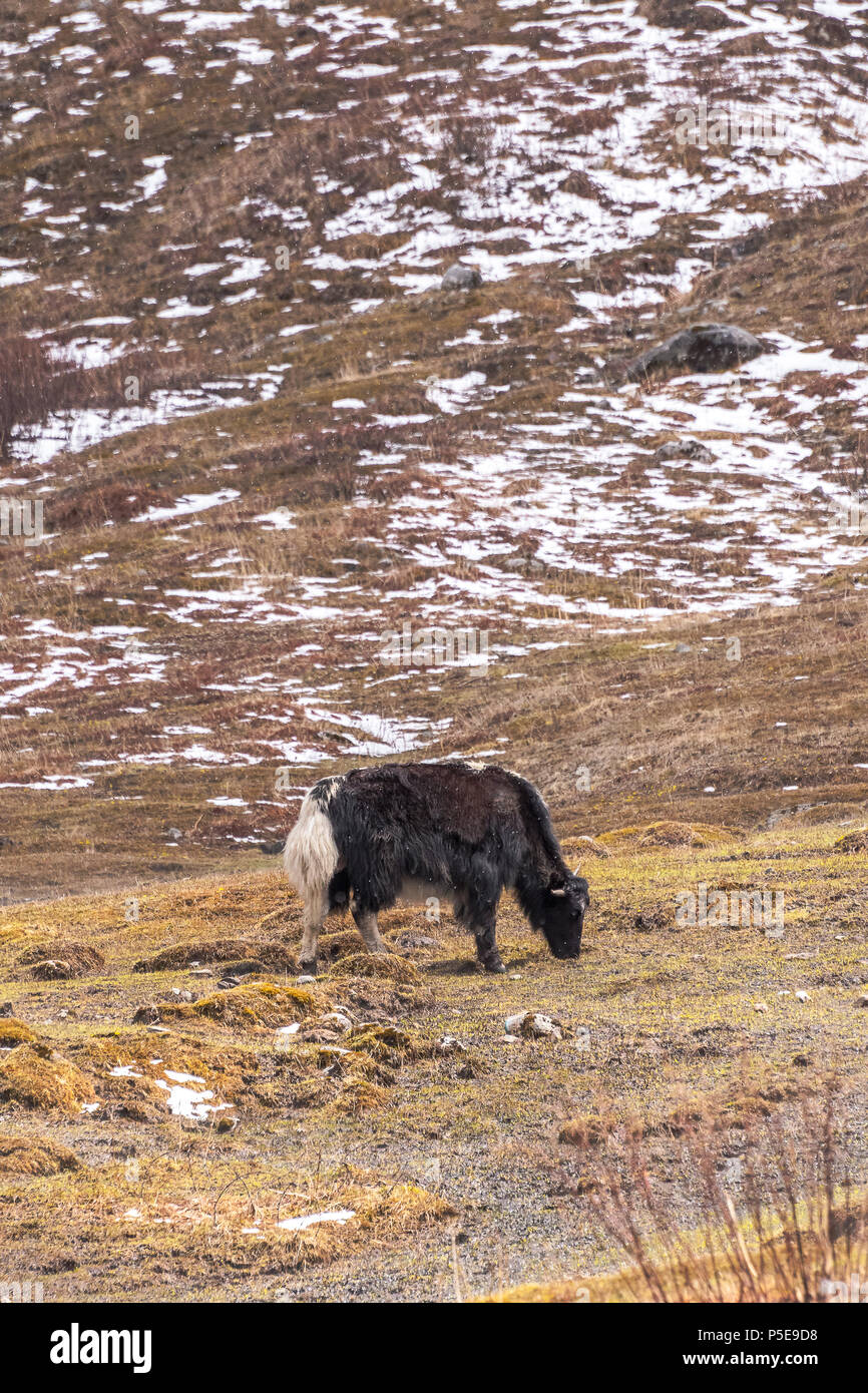 Un domestico Yak mangiare erba sulla valle di Nathang/ Gnathang. Foto Stock