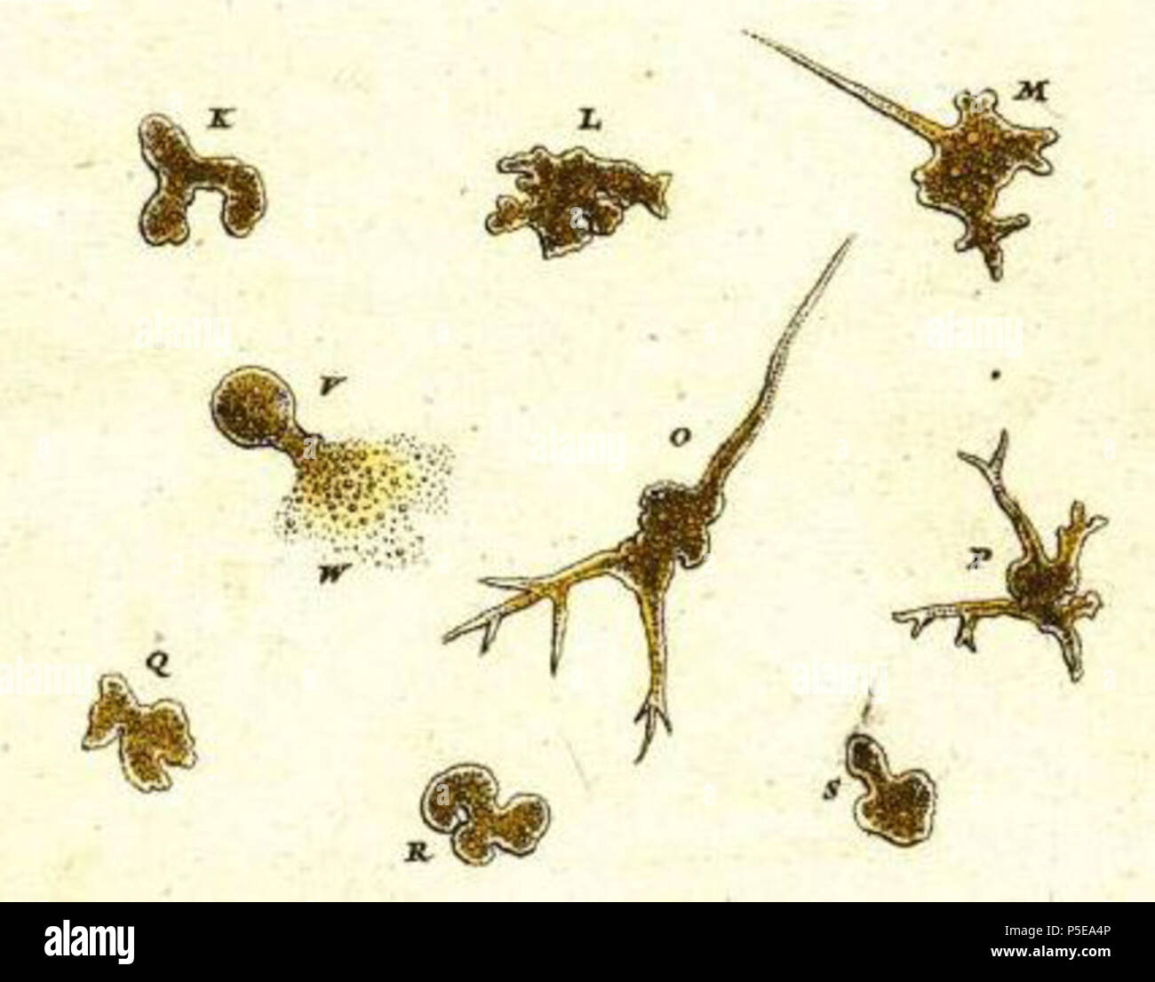 N/A. Inglese: il primo record e illustrazione di un ameba (eventualmente caos carolinense), da Roesel von Rosenhof's Insecten-Belustigung . 1755. Augusto Iohannes Roesel von Rosenhof 436 Der Kleine Proteus da Roesel Foto Stock