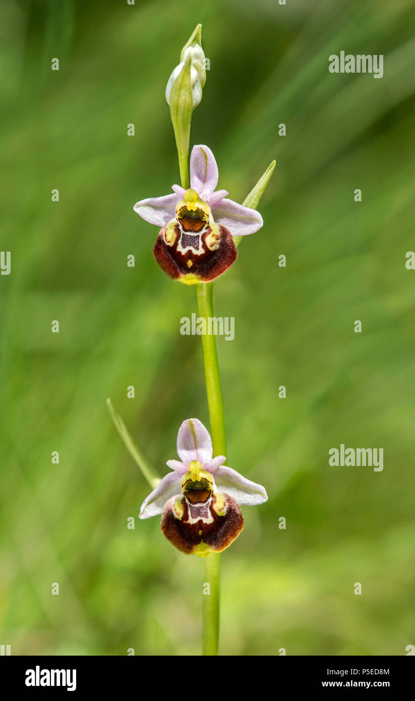Fine di spider-ORCHIDEA (Ophrys fuciflora), Blossom, il Cantone di Ginevra, Svizzera Foto Stock