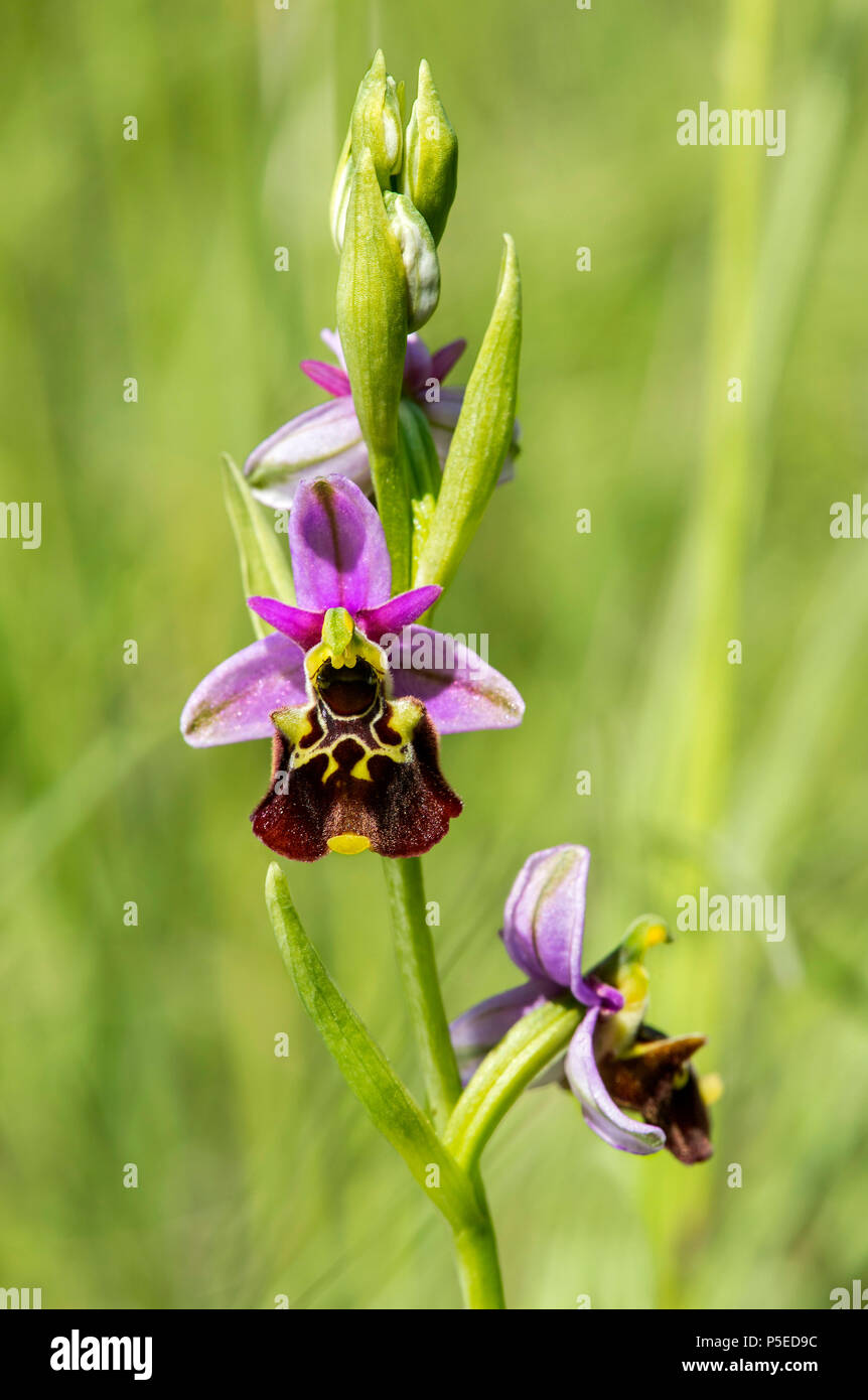 Fine di spider-ORCHIDEA (Ophrys fuciflora), Blossom, il Cantone di Ginevra, Svizzera Foto Stock