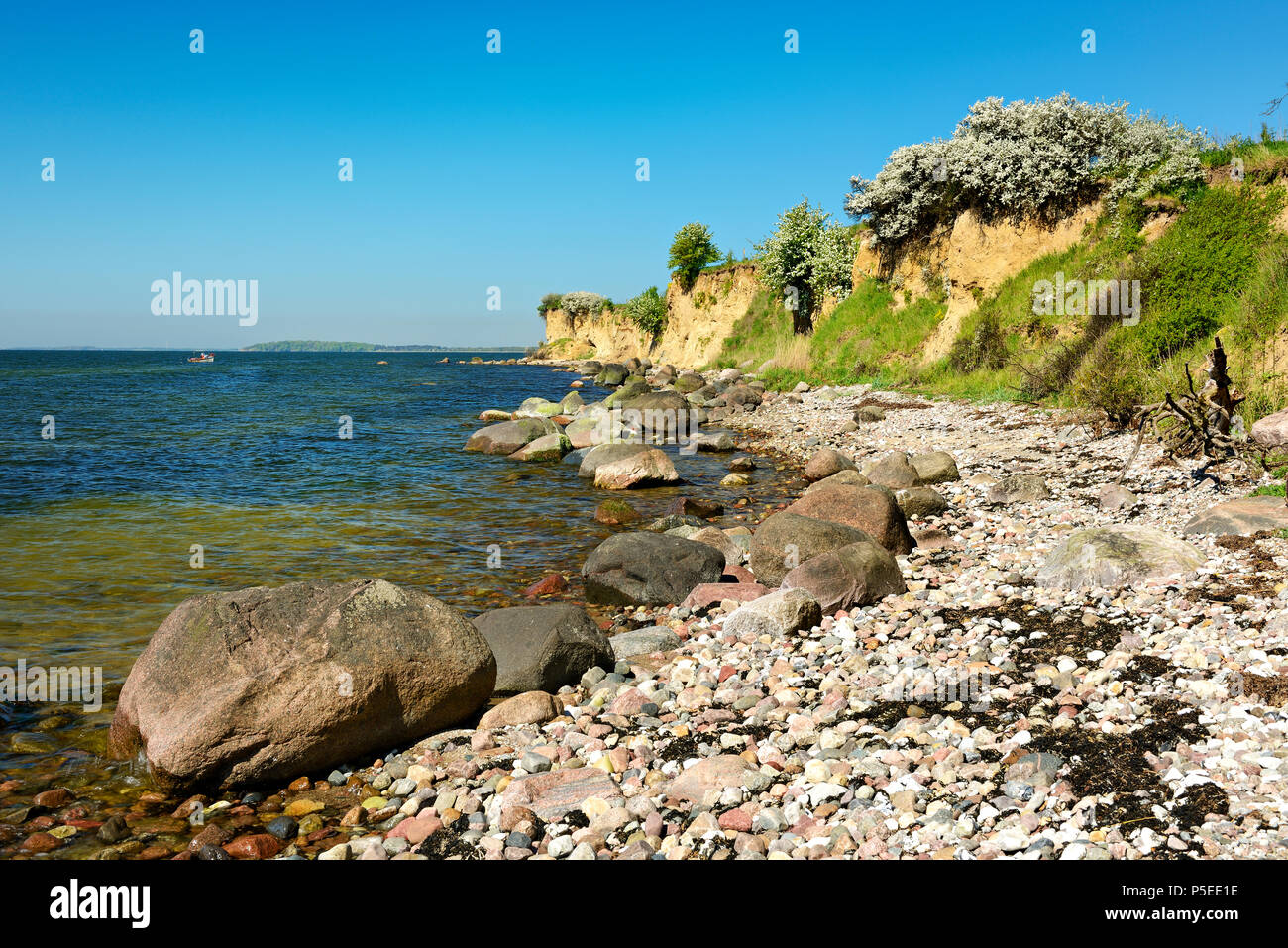 Mar baltico in primavera, massi sulla riva, arbusti fioriti, ripida costa del Reddevitzer Höft, Mönchgut peninsula, Foto Stock