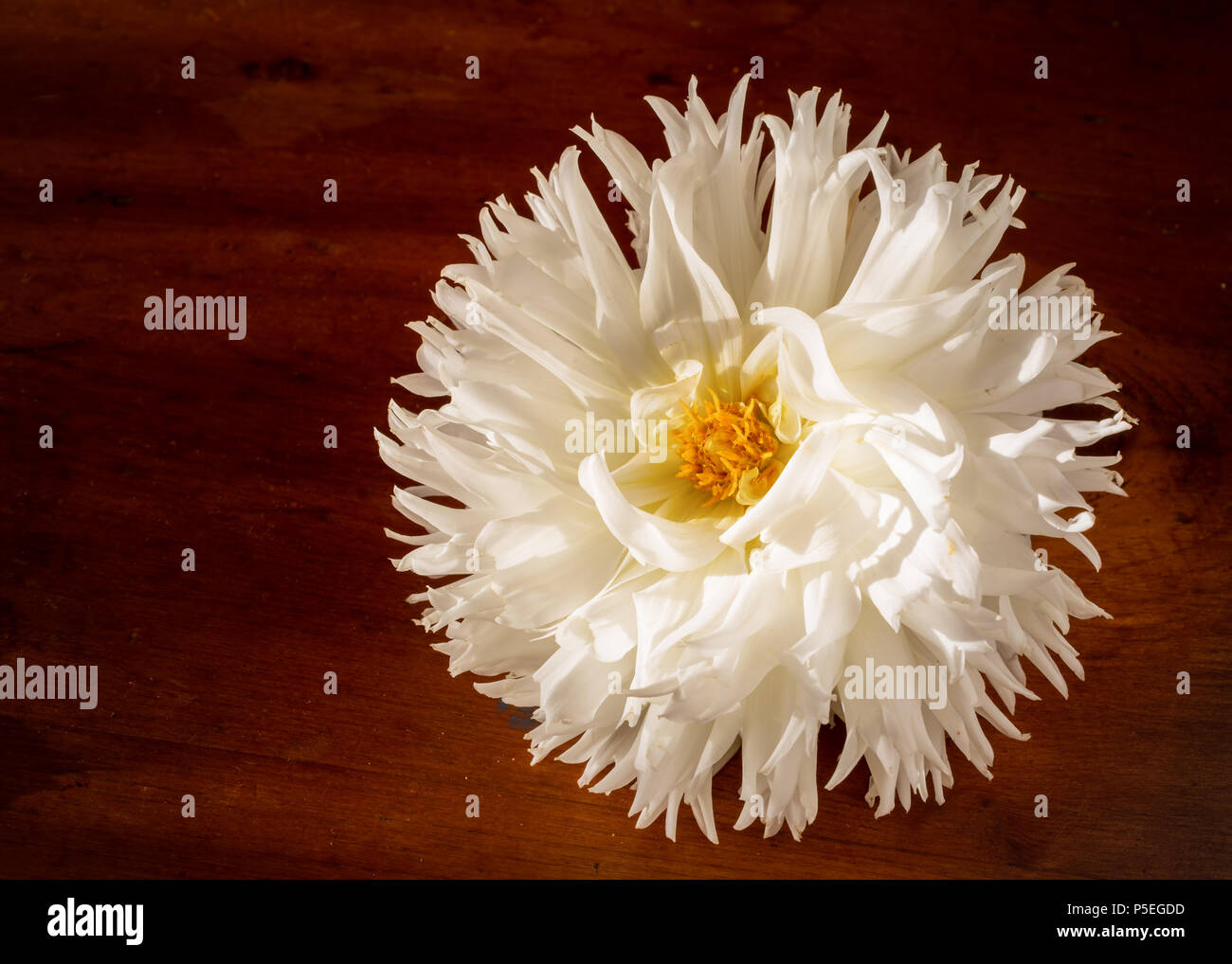 Soffice dalia bianco su uno sfondo di legno. Foto Stock