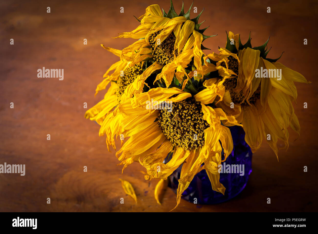 Morendo girasoli nella luce della sera. Foto Stock