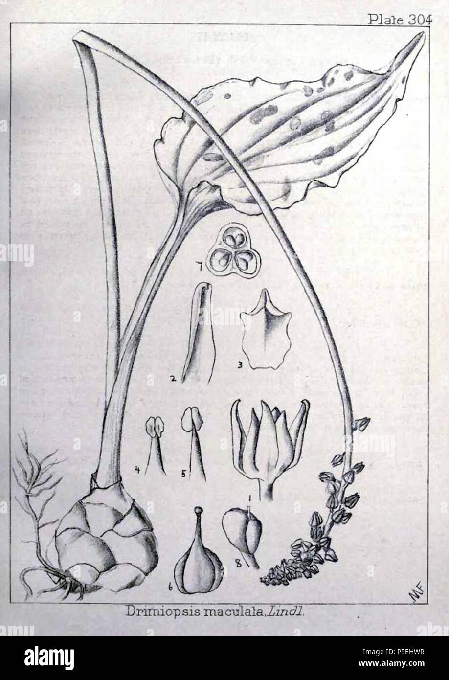 N/A. Inglese: piastra 304, Volume 4, raffigurante Drimiopsis maculata, da 'Natal piante da legno, John Medley, 1827-1914.Evans, Maurice Smethurst, 1854-1920.Genere:BookPublication info:Durban :Bennett & Davis,1899 (es. 1898)-1912. Illustrazioni di Frieda Lauth (1879-1949), Millicent Franks (1886-1961)e Walter Jacques Haygarth (1862-1950) . 1906. John Medley Wood (1827-1914) 480 Drimiopsis maculata00a Foto Stock